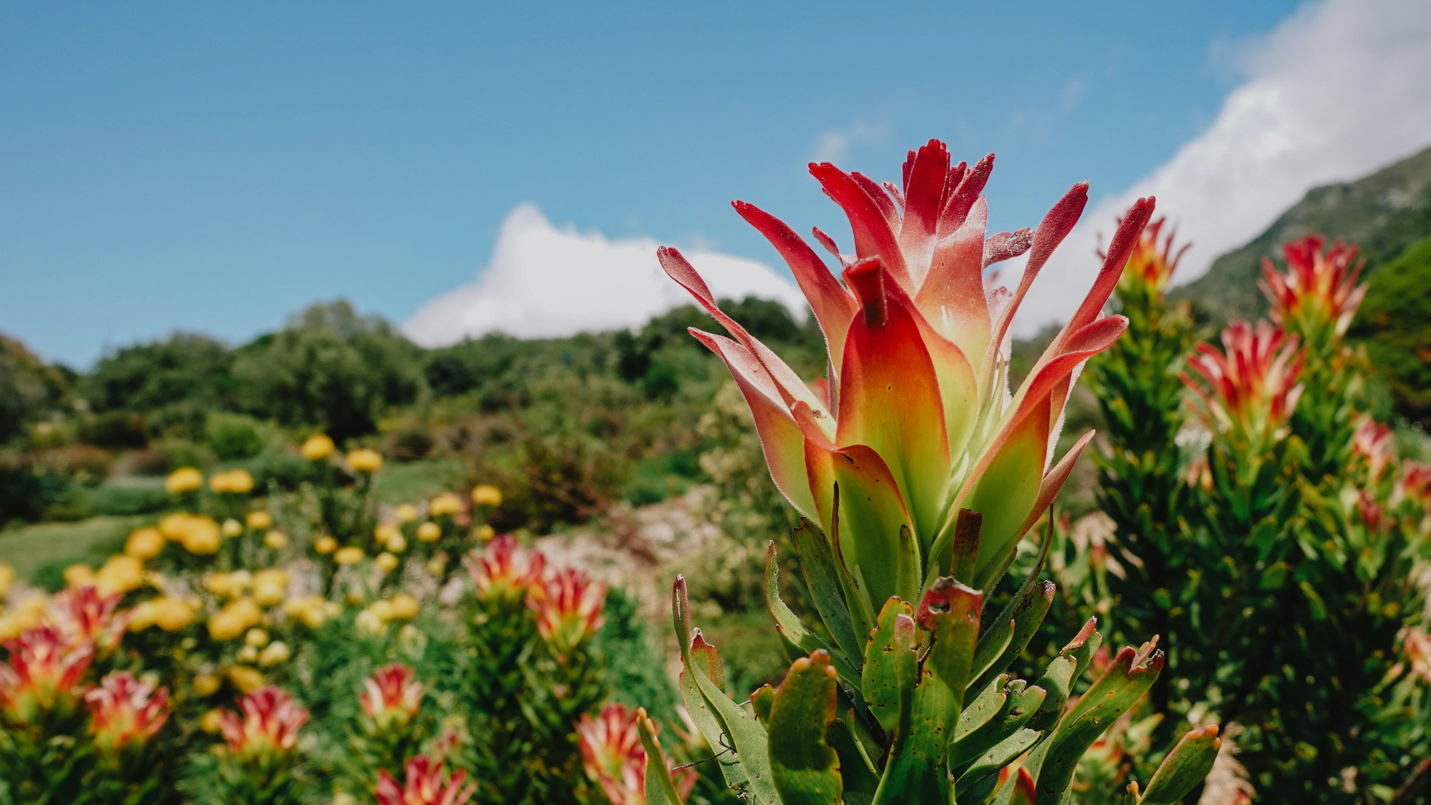 Red and yellow flowers bloom in a sunny garden.