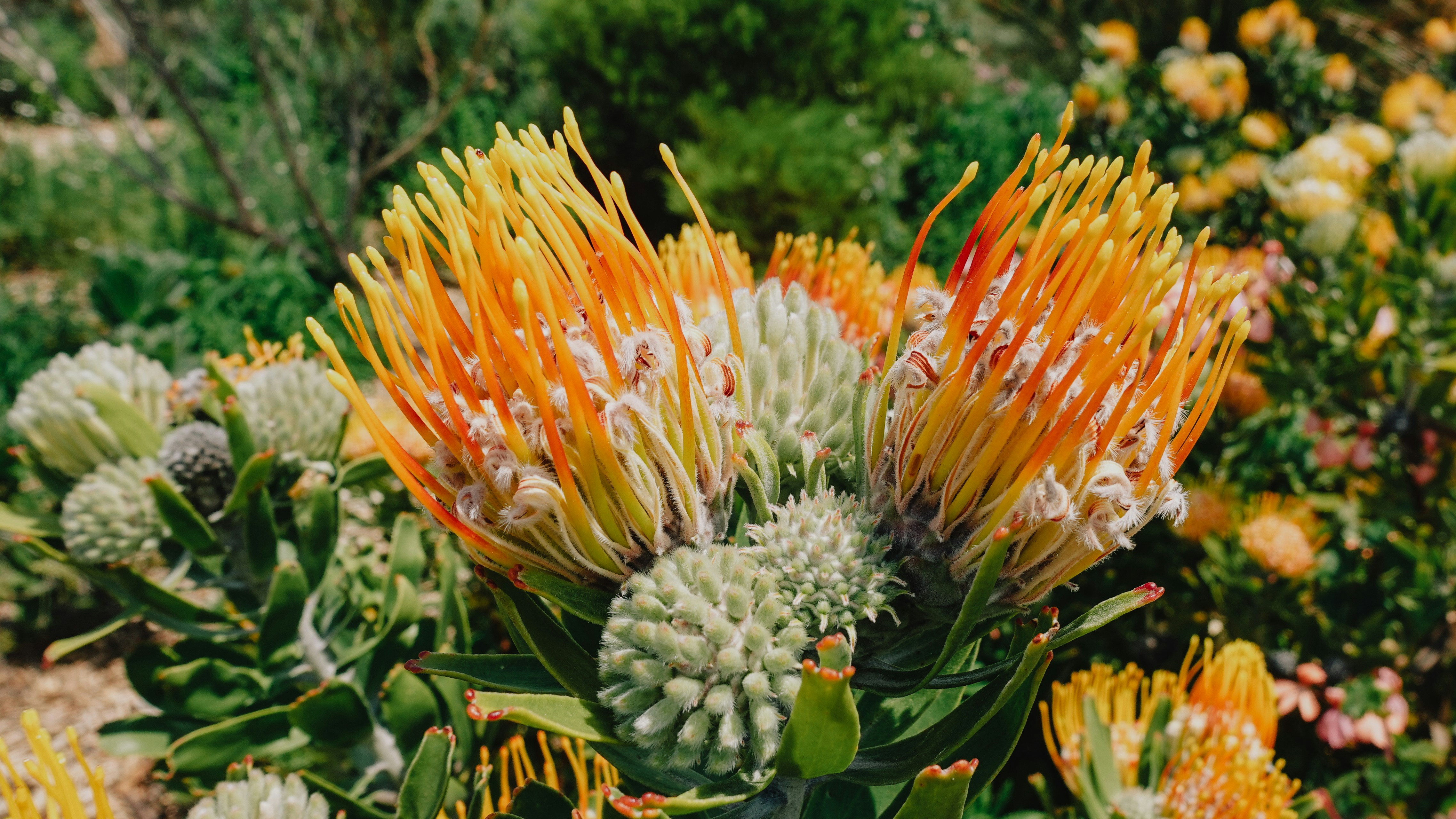 Close-up of bright orange and yellow pincushion protea flowers.