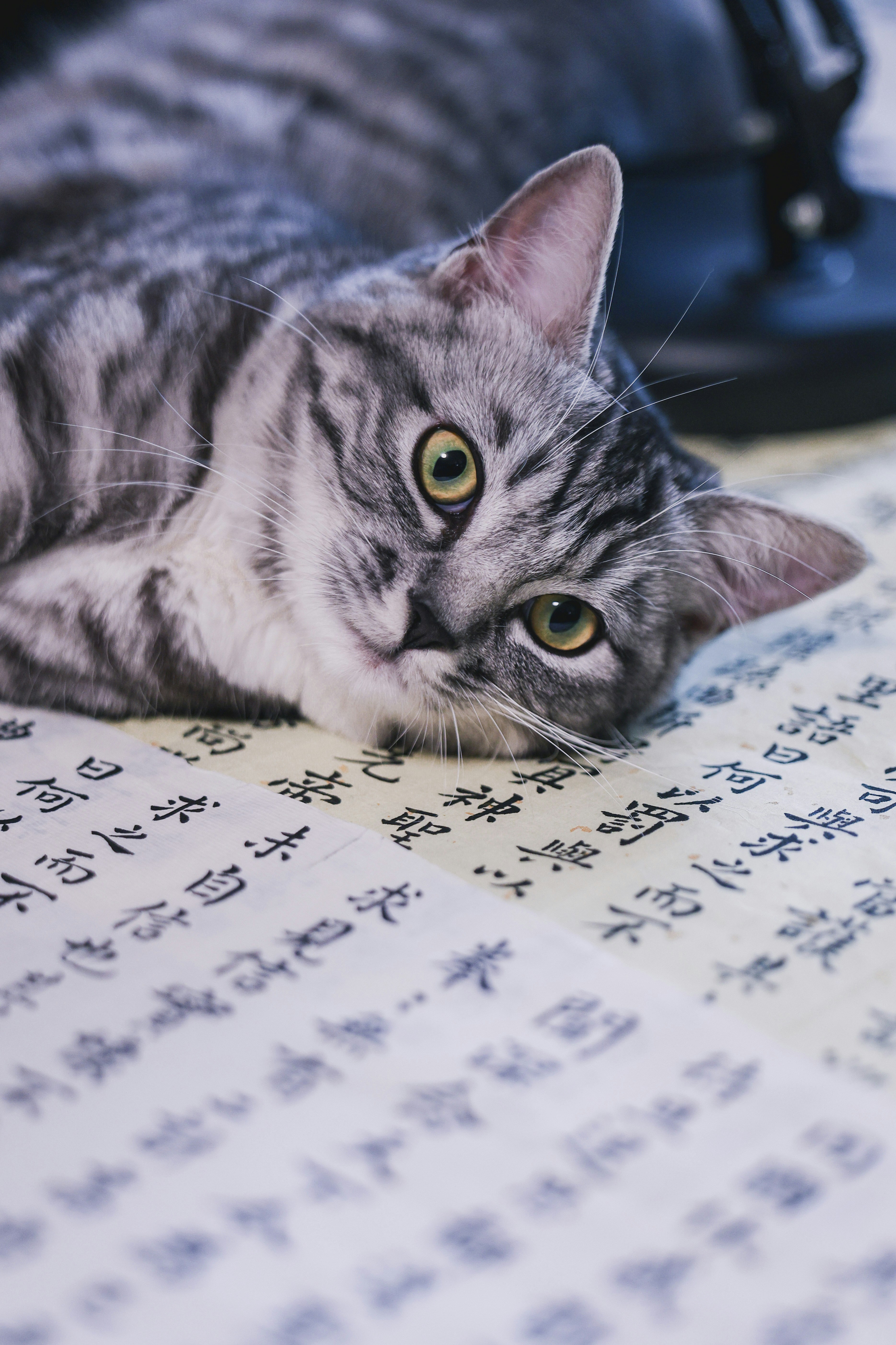 A tabby cat rests on a patterned surface.
