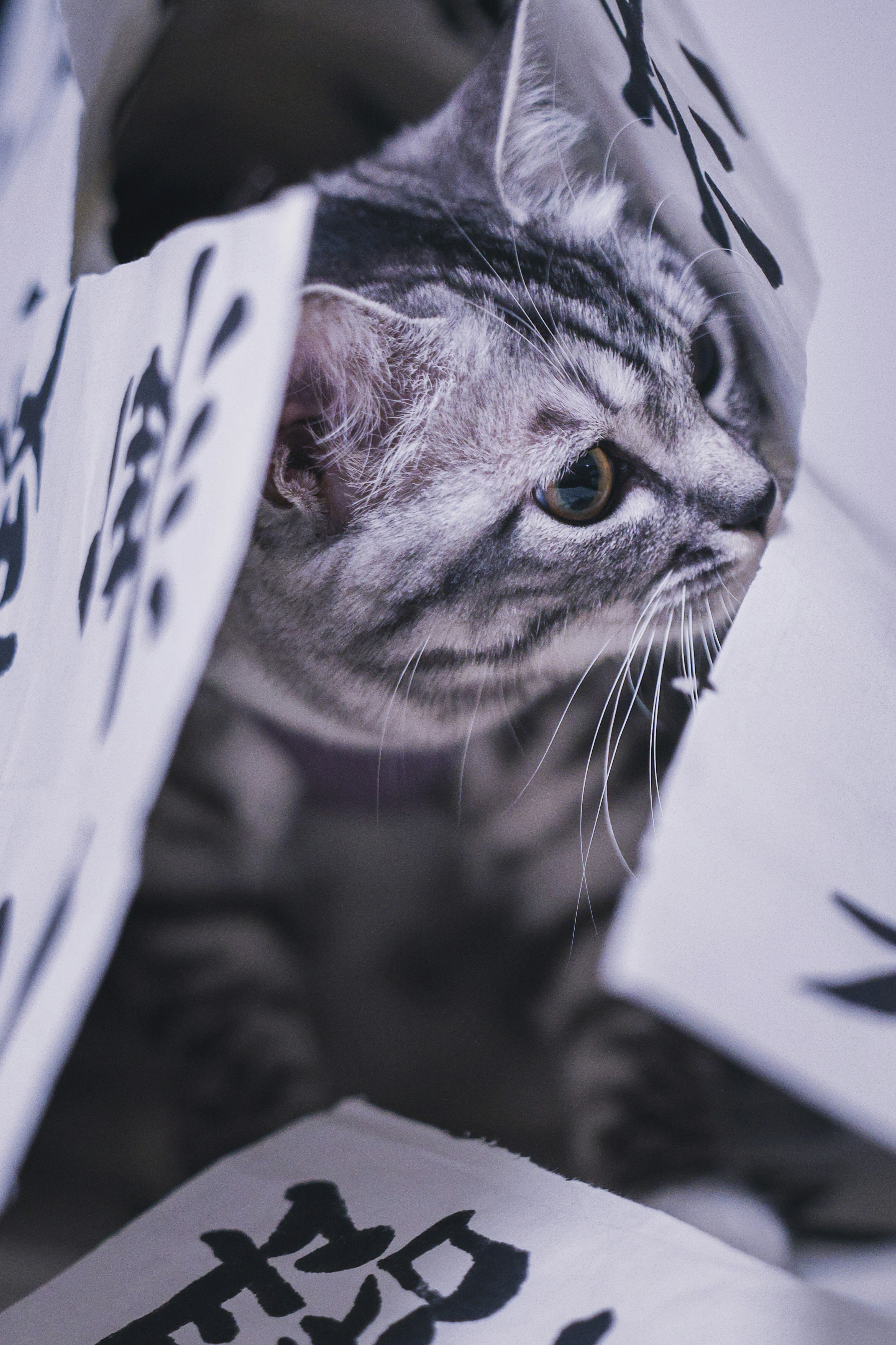 A tabby cat peeking through patterned paper.