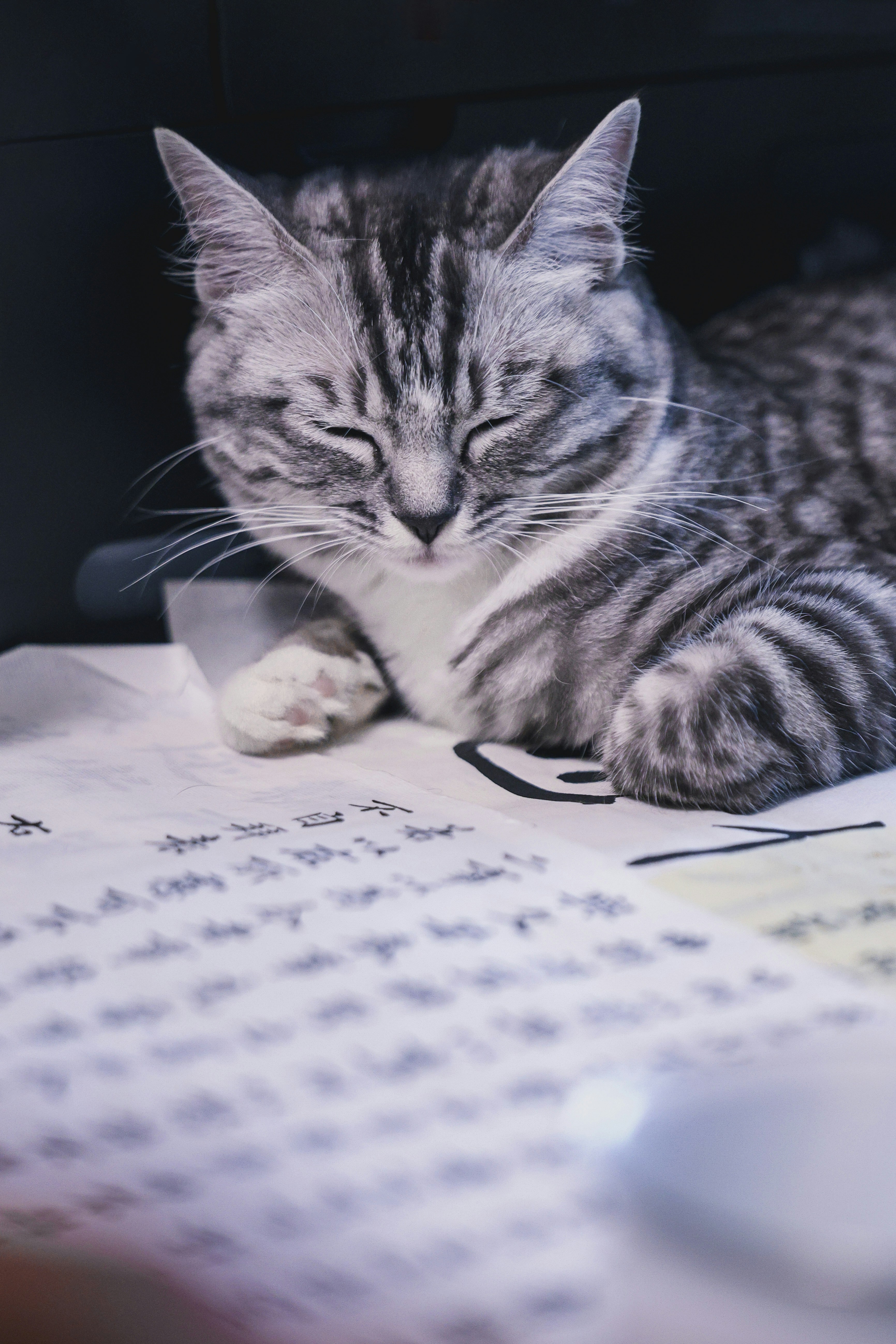 A silver tabby cat sleeping on papers