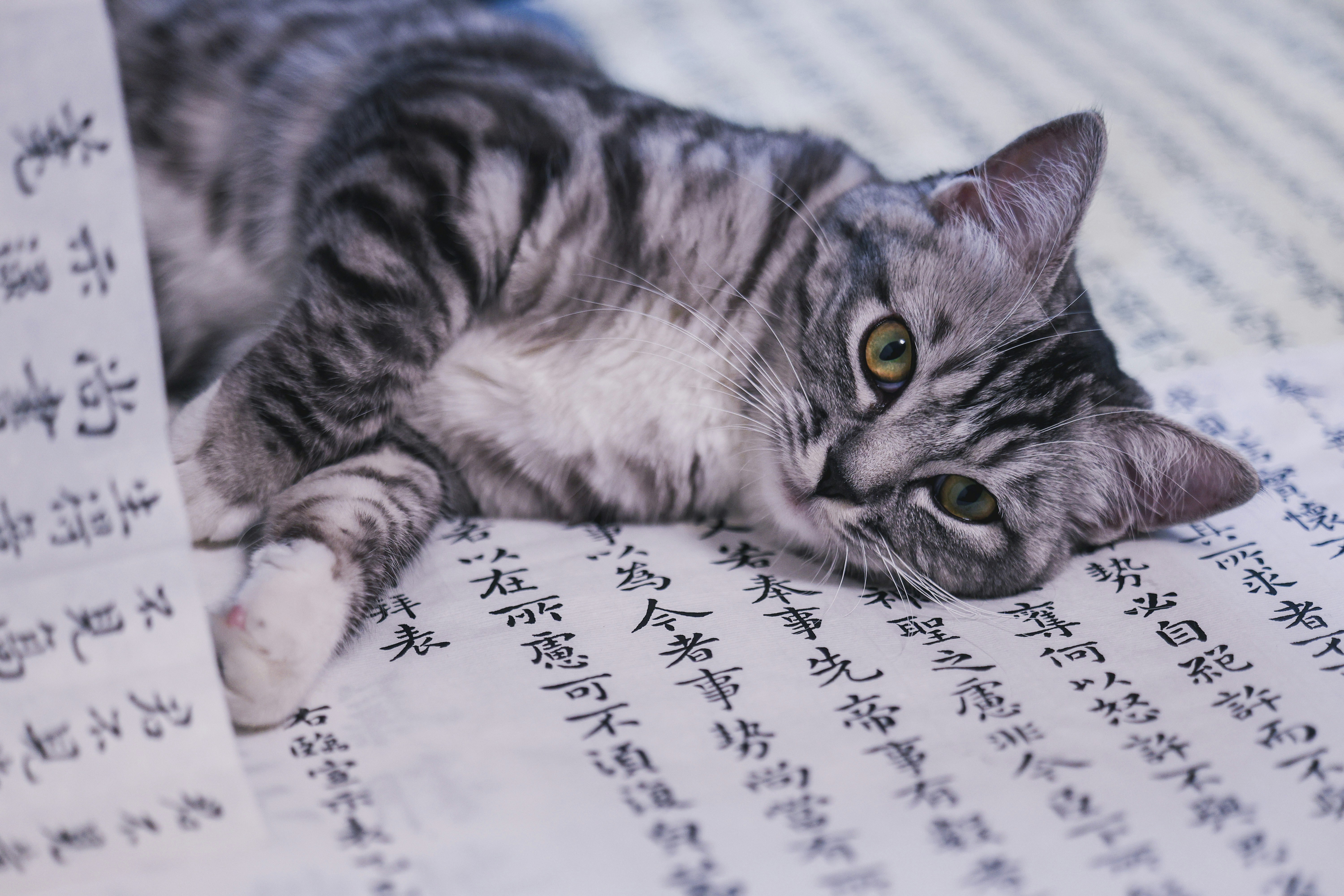 A tabby cat rests on a paper with asian calligraphy.