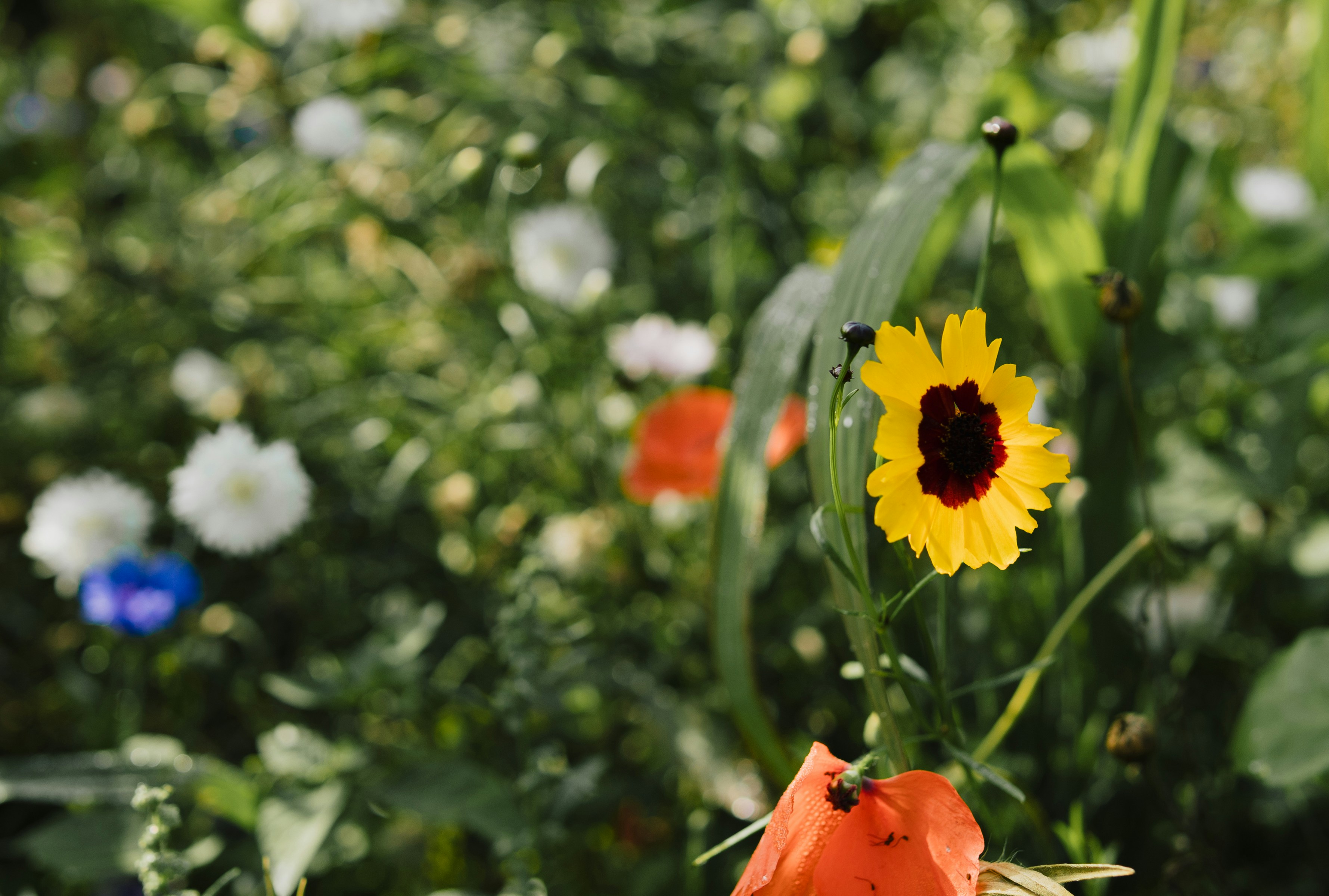 A close-up of a yellow wildflower with a dark center.