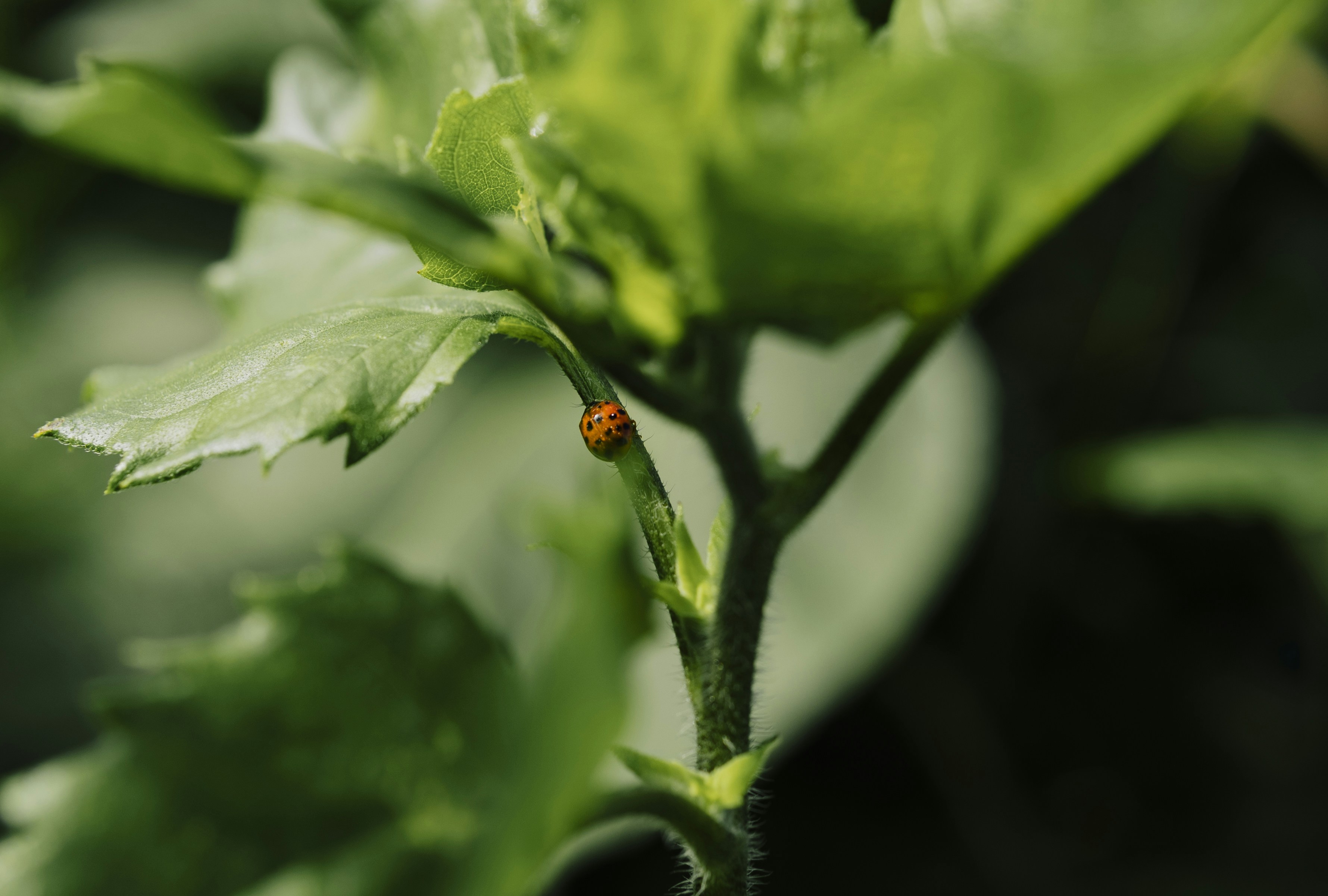 A small orange insect on a green stem