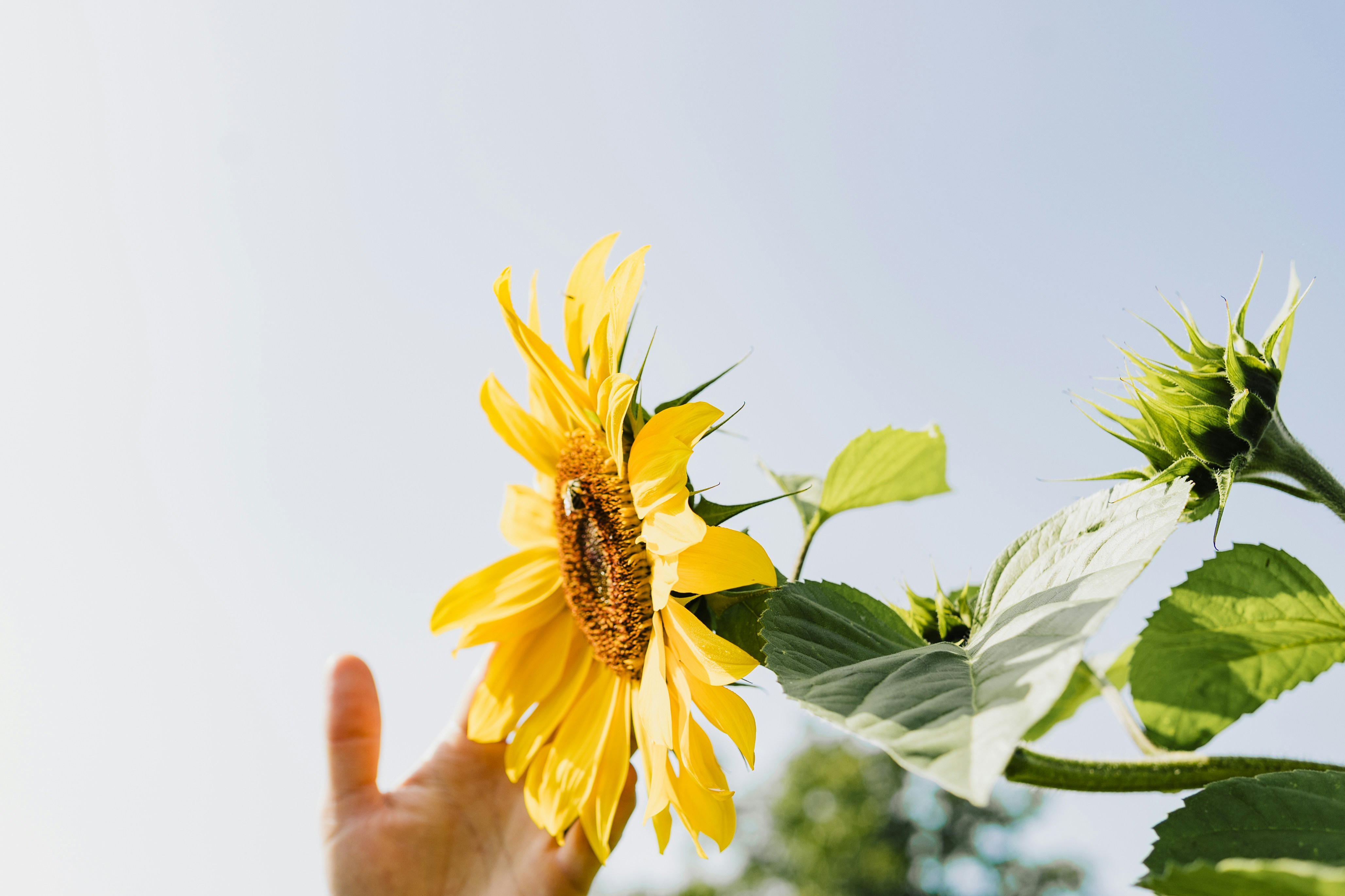 A hand reaching for a bright yellow sunflower