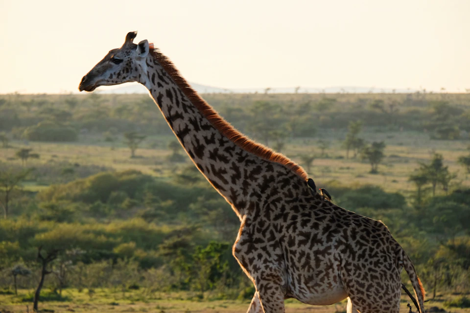 Majestic giraffe stands tall on grassy plain, showcasing distinctive brown spotted coat pattern