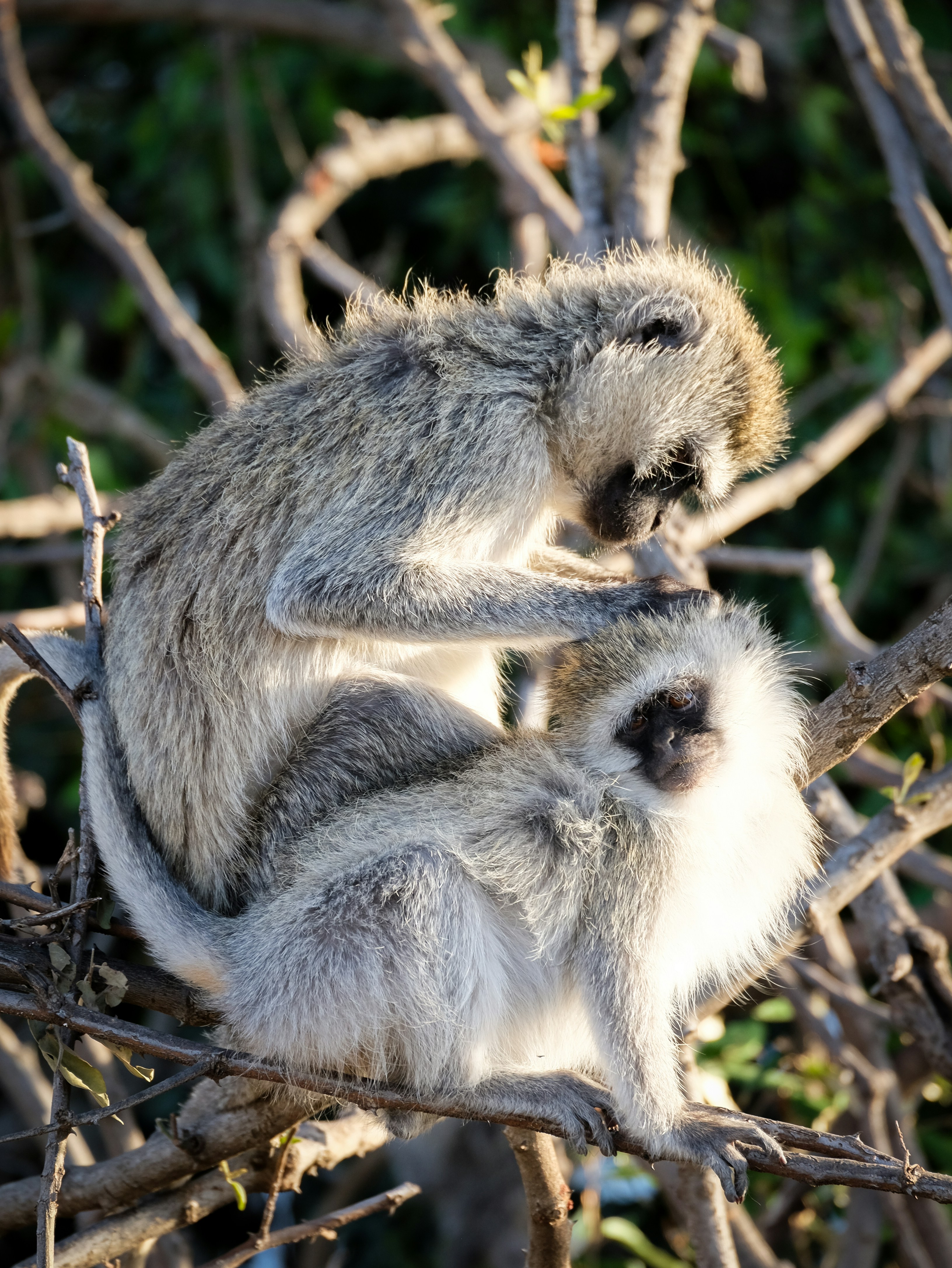 Two monkeys grooming each other on tree branches