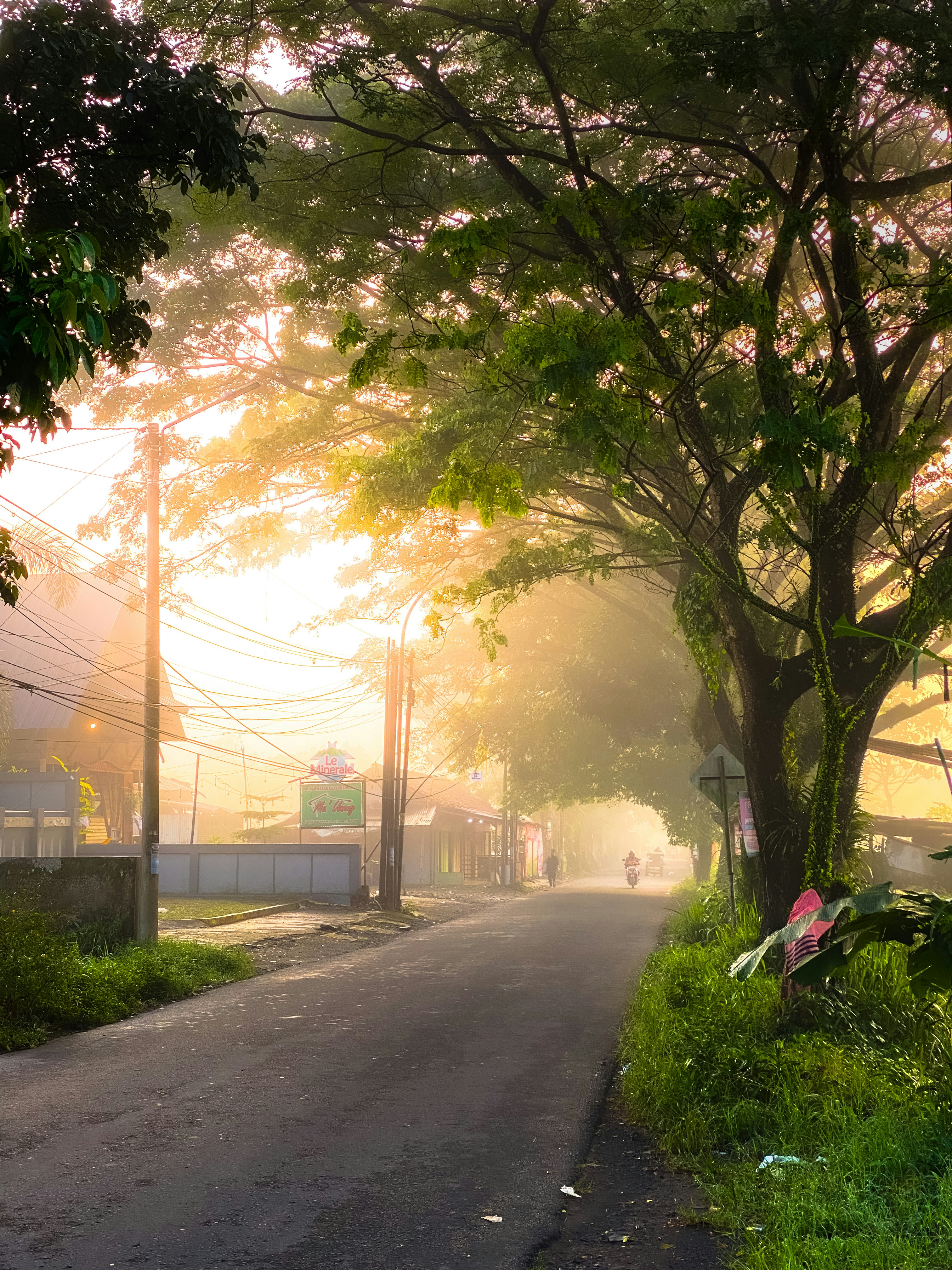 Misty road with trees and sunrise glow