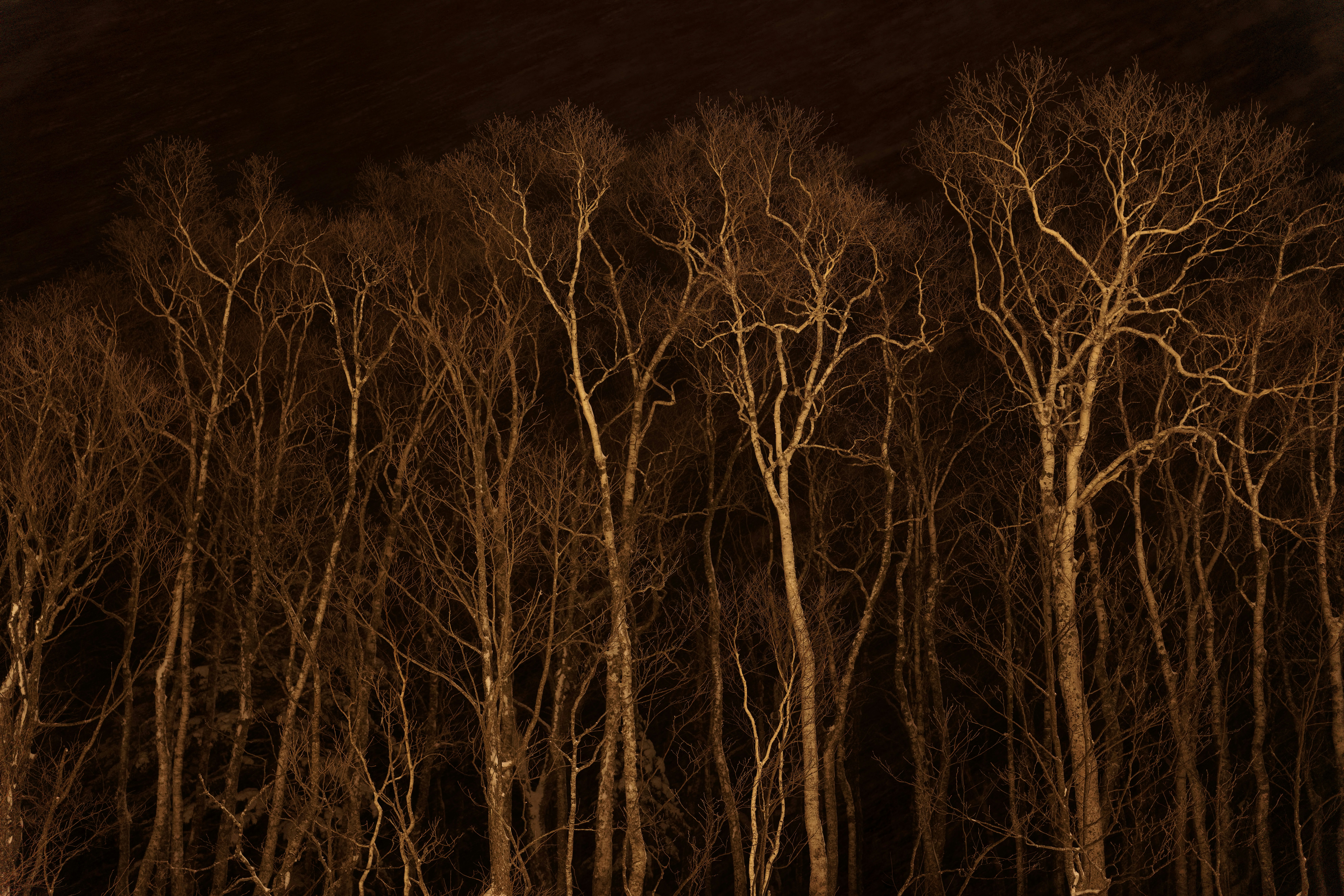 Bare trees silhouetted against a dark night sky