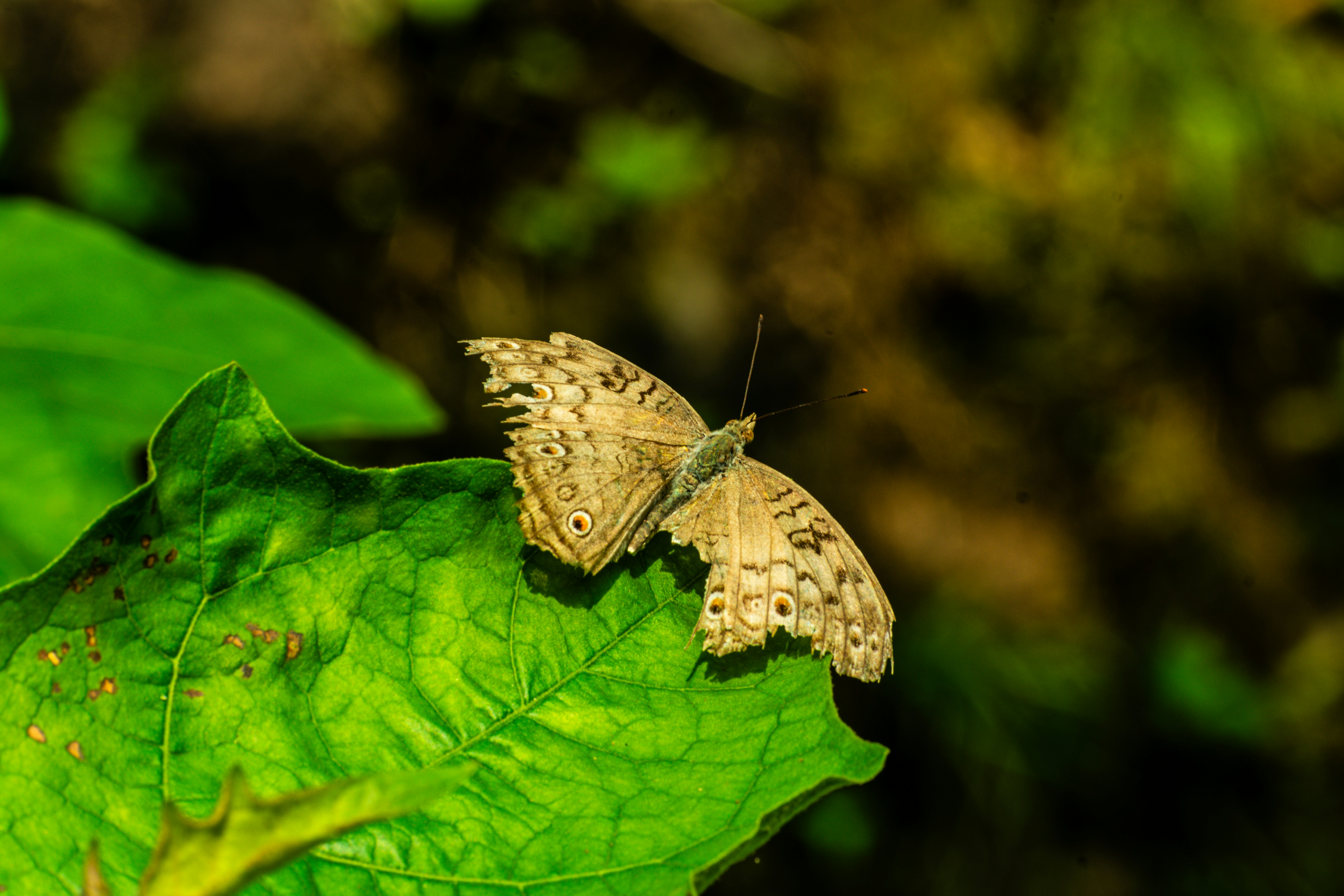 A light brown butterfly rests on a vibrant green leaf.