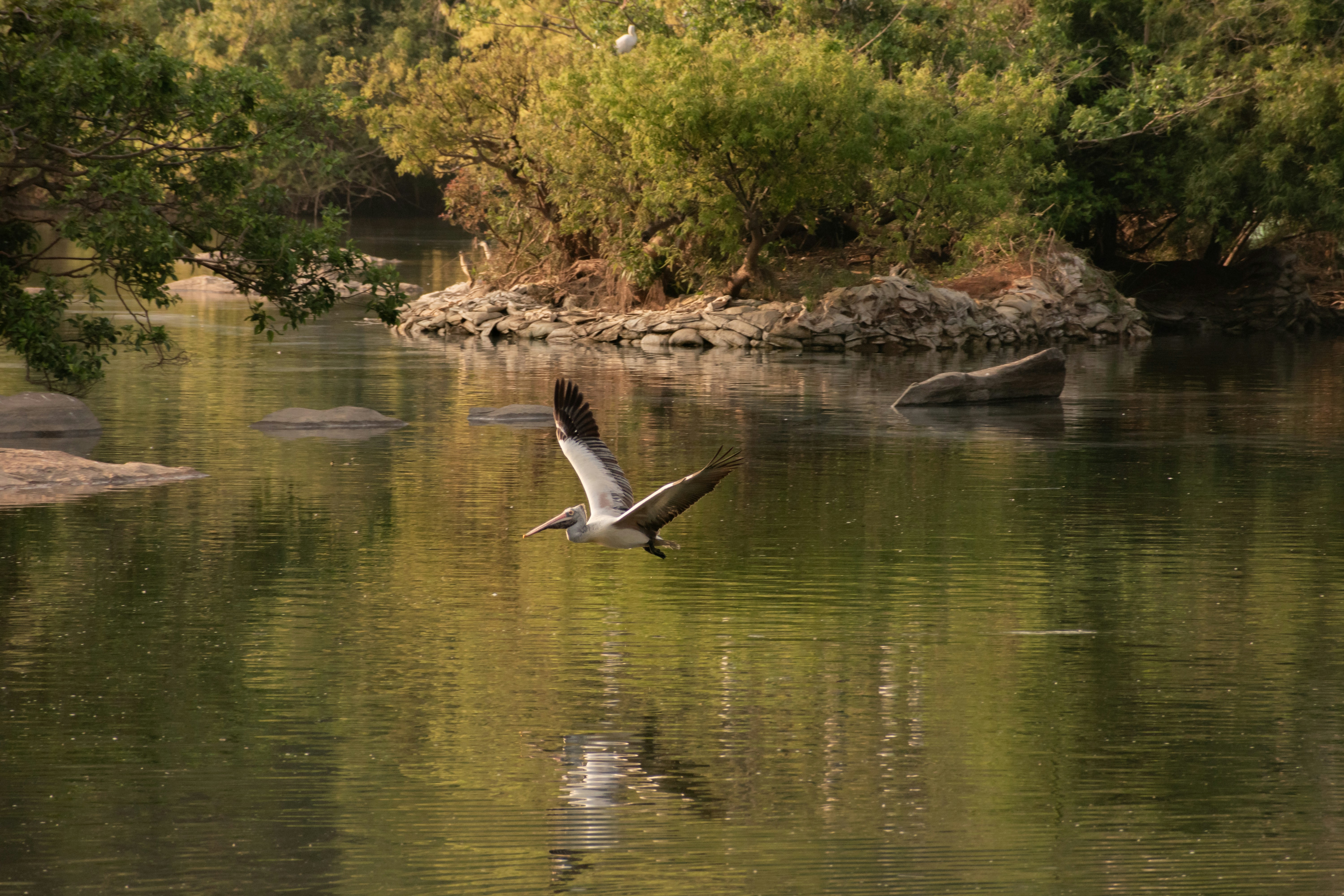 A bird flies over a calm river surrounded by trees.