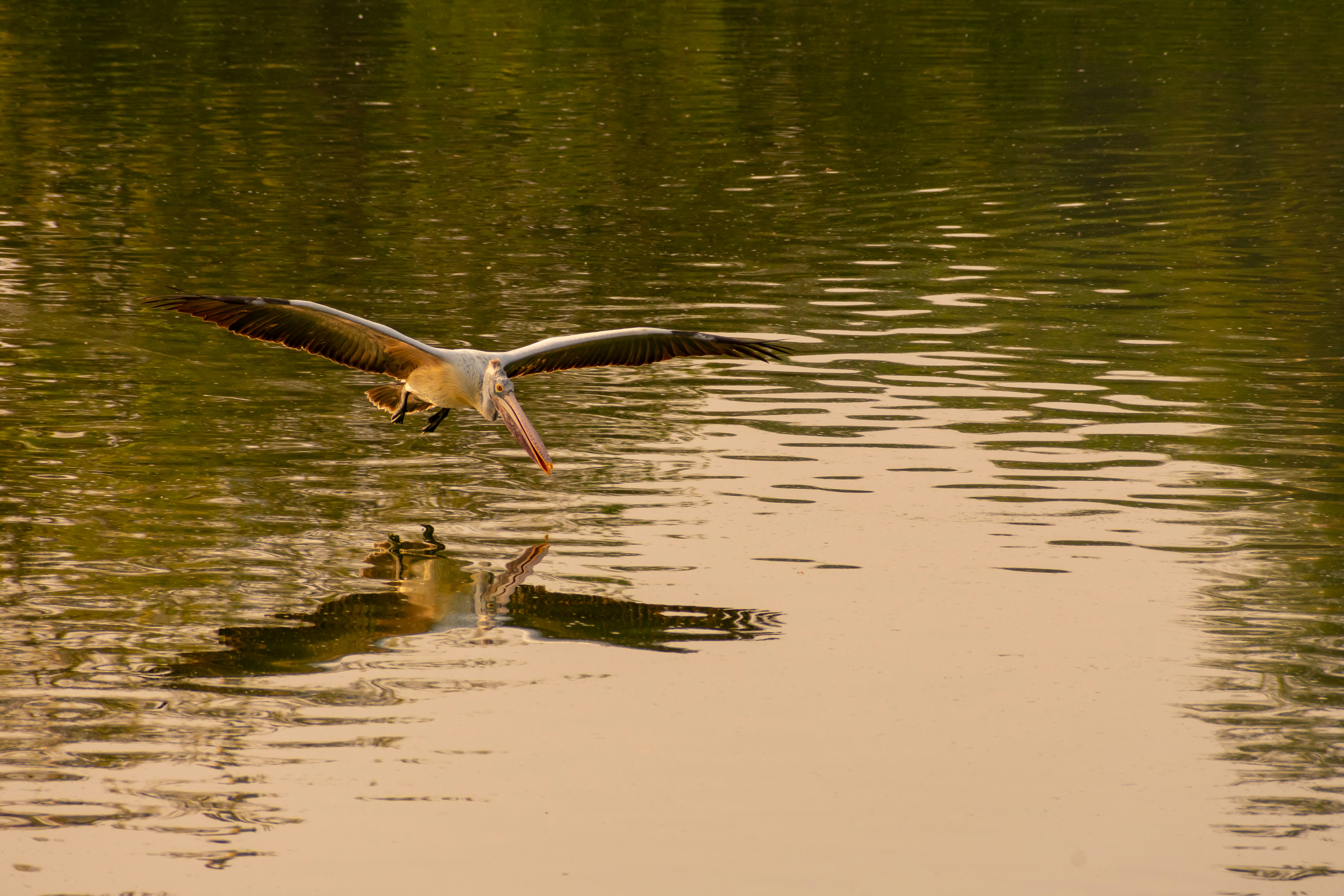 A bird swoops low over water, reaching for something.
