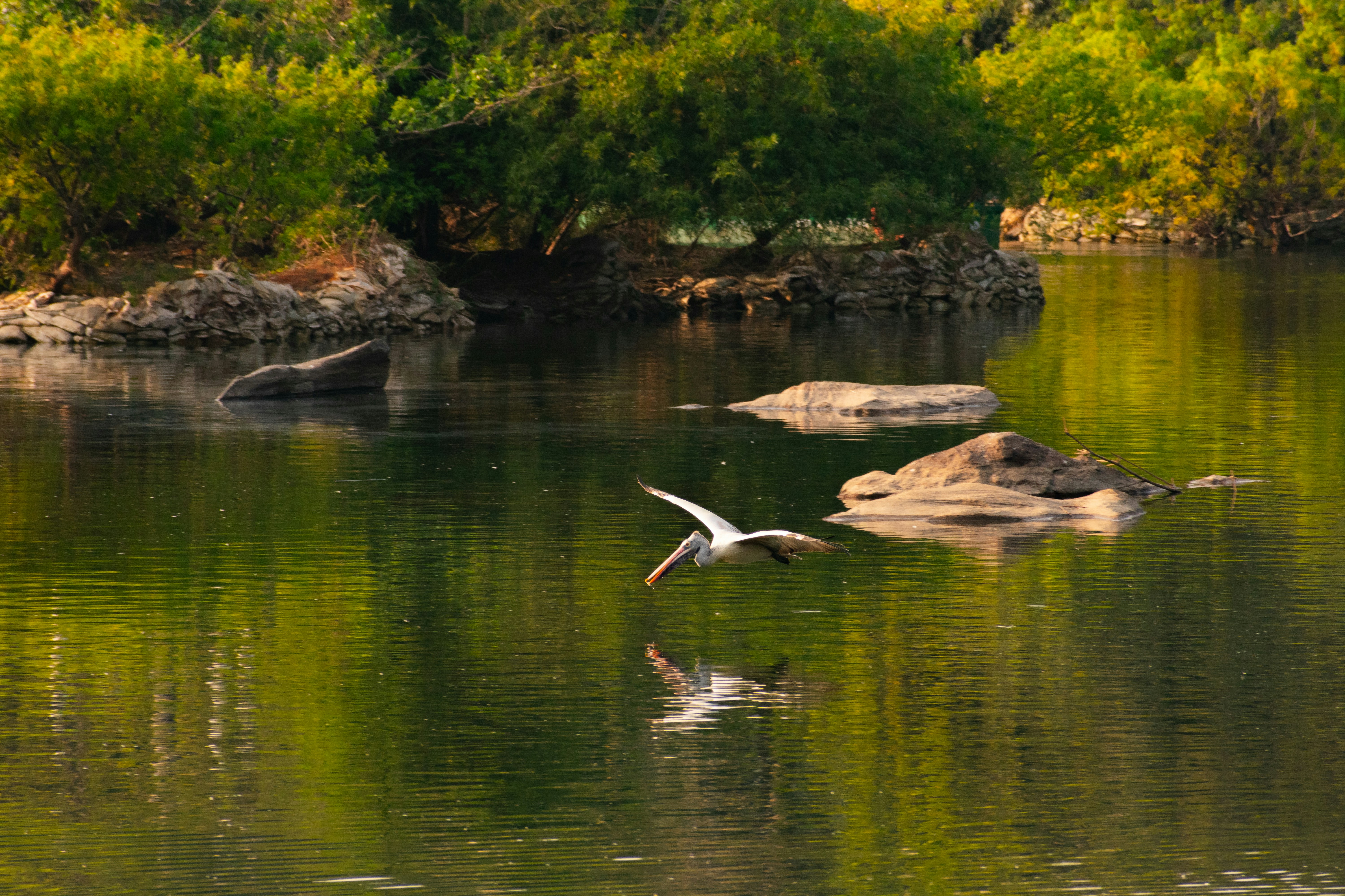 A bird flies over a calm river with reflections.