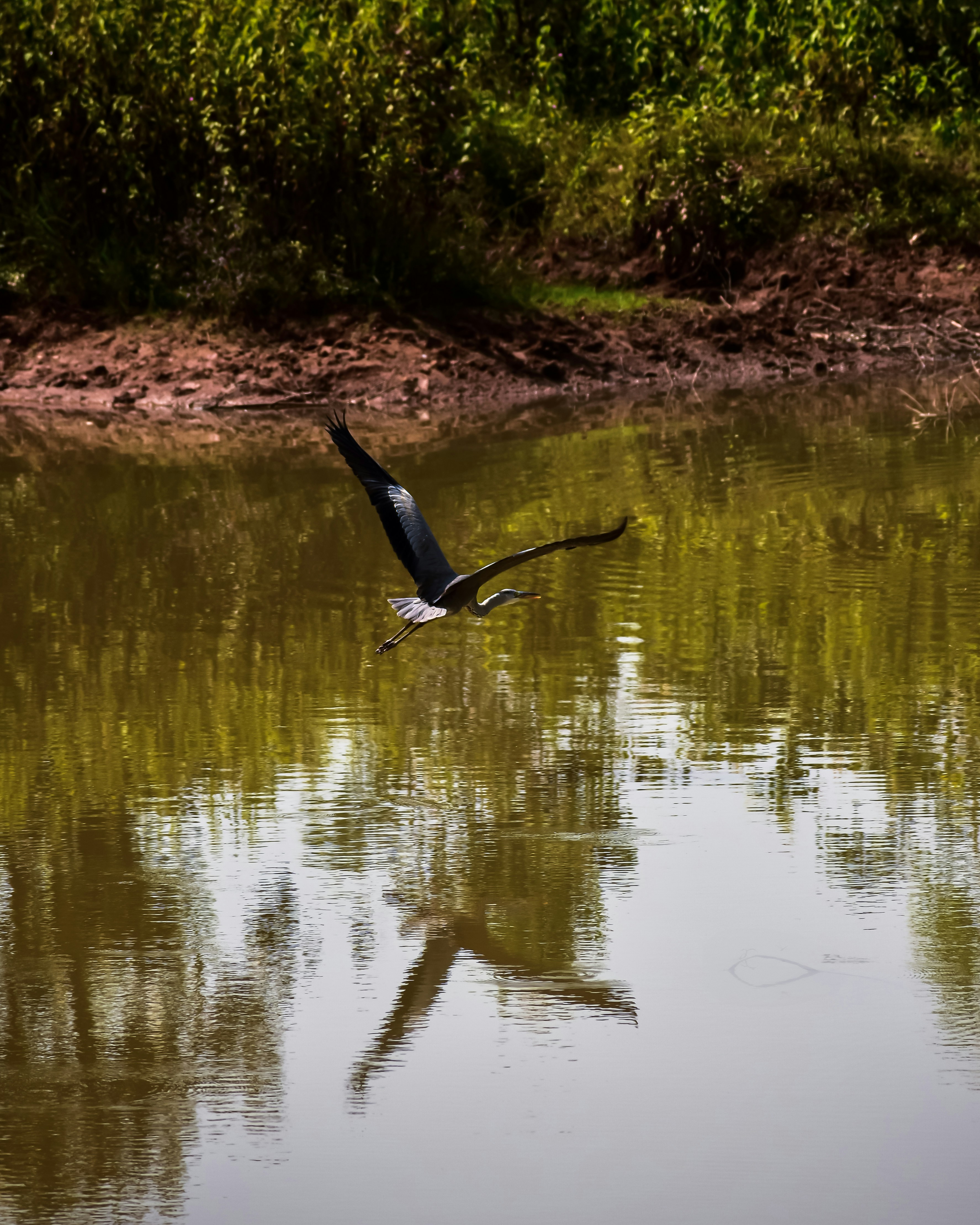 A grey heron flies over a calm lake.