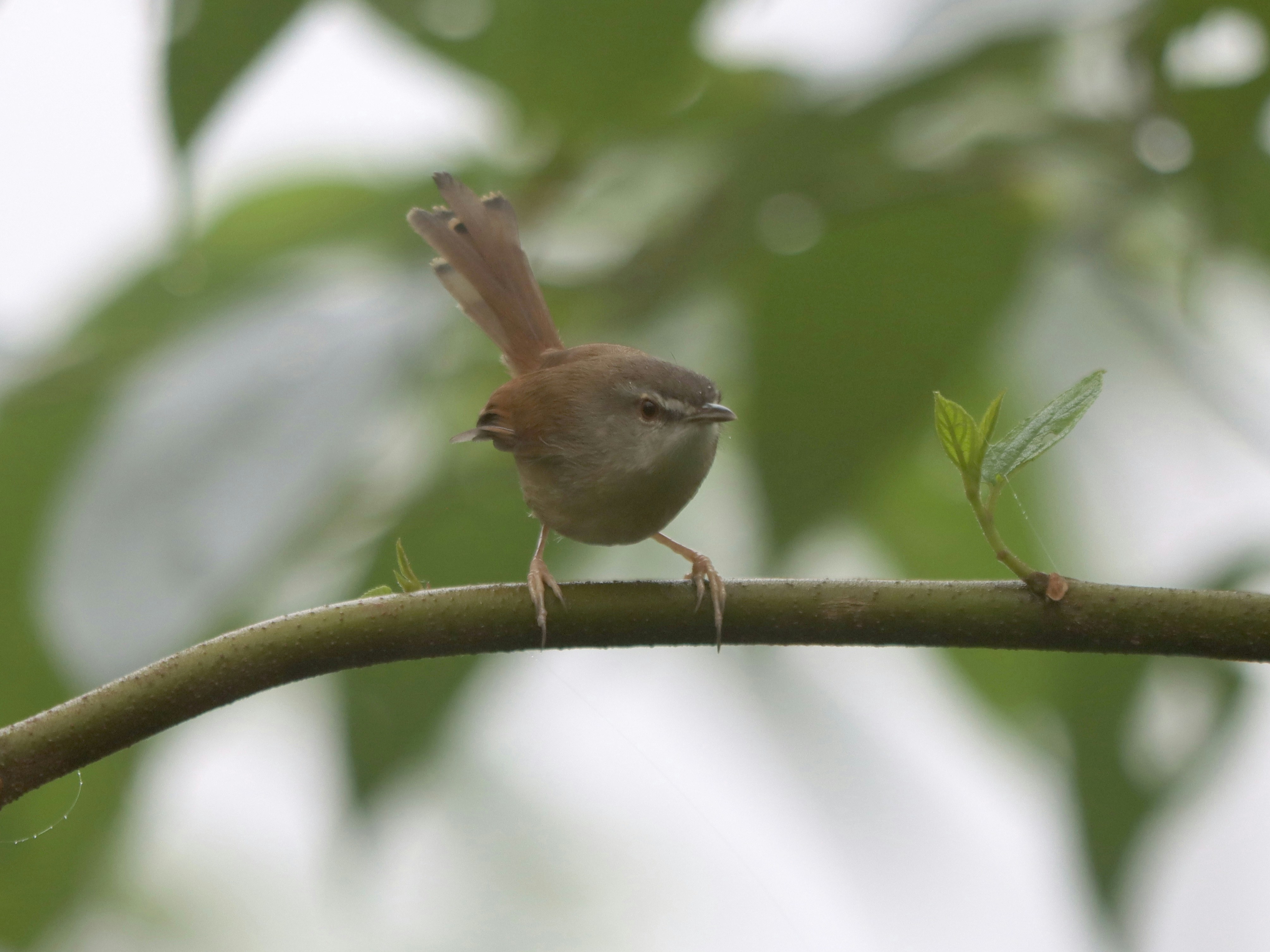 Un pequeño pájaro marrón posado en una rama