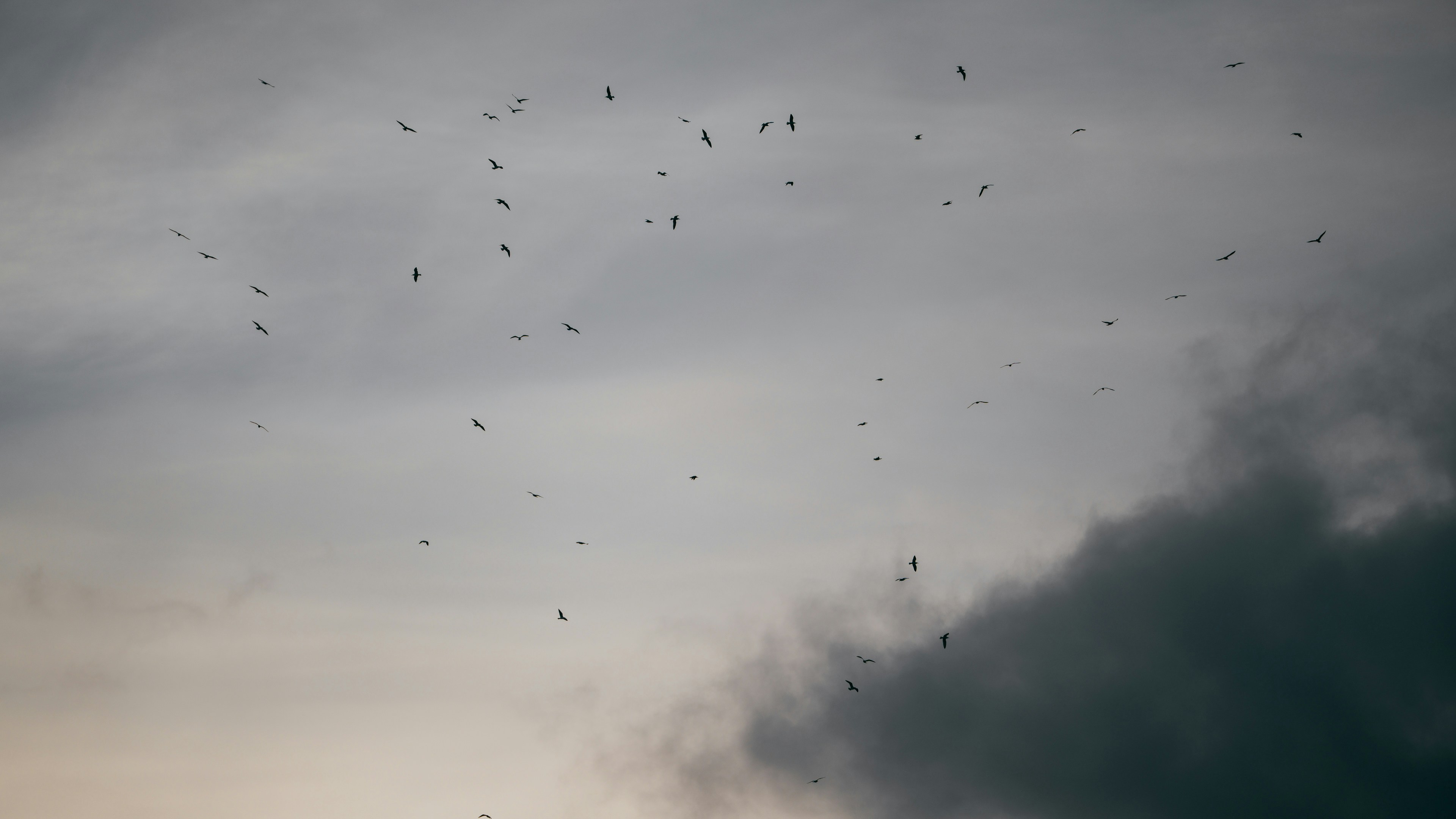 구름 낀 하늘을 가르며 날아다니는 작은 곤충들