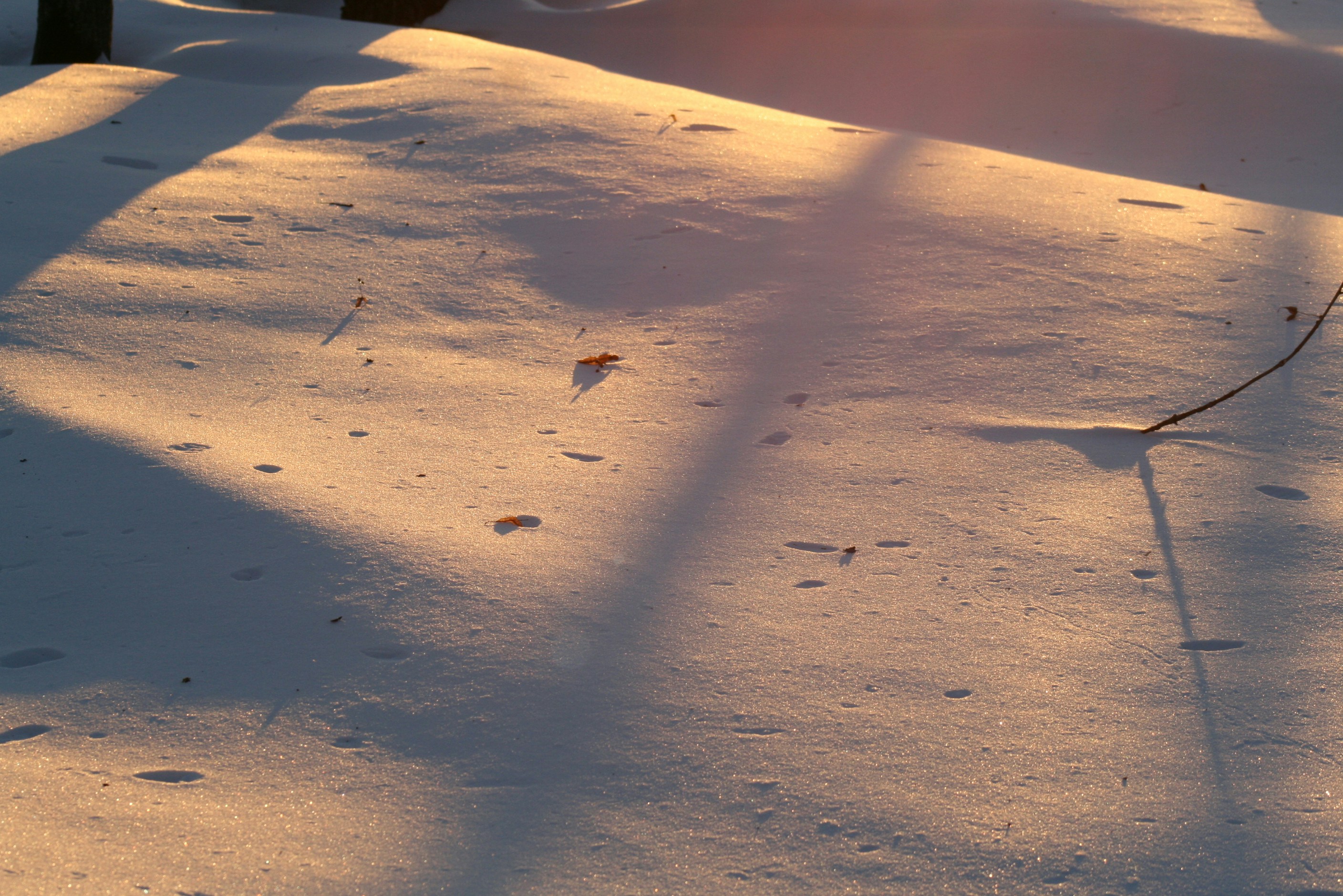 Golden hour light casts long shadows on snow