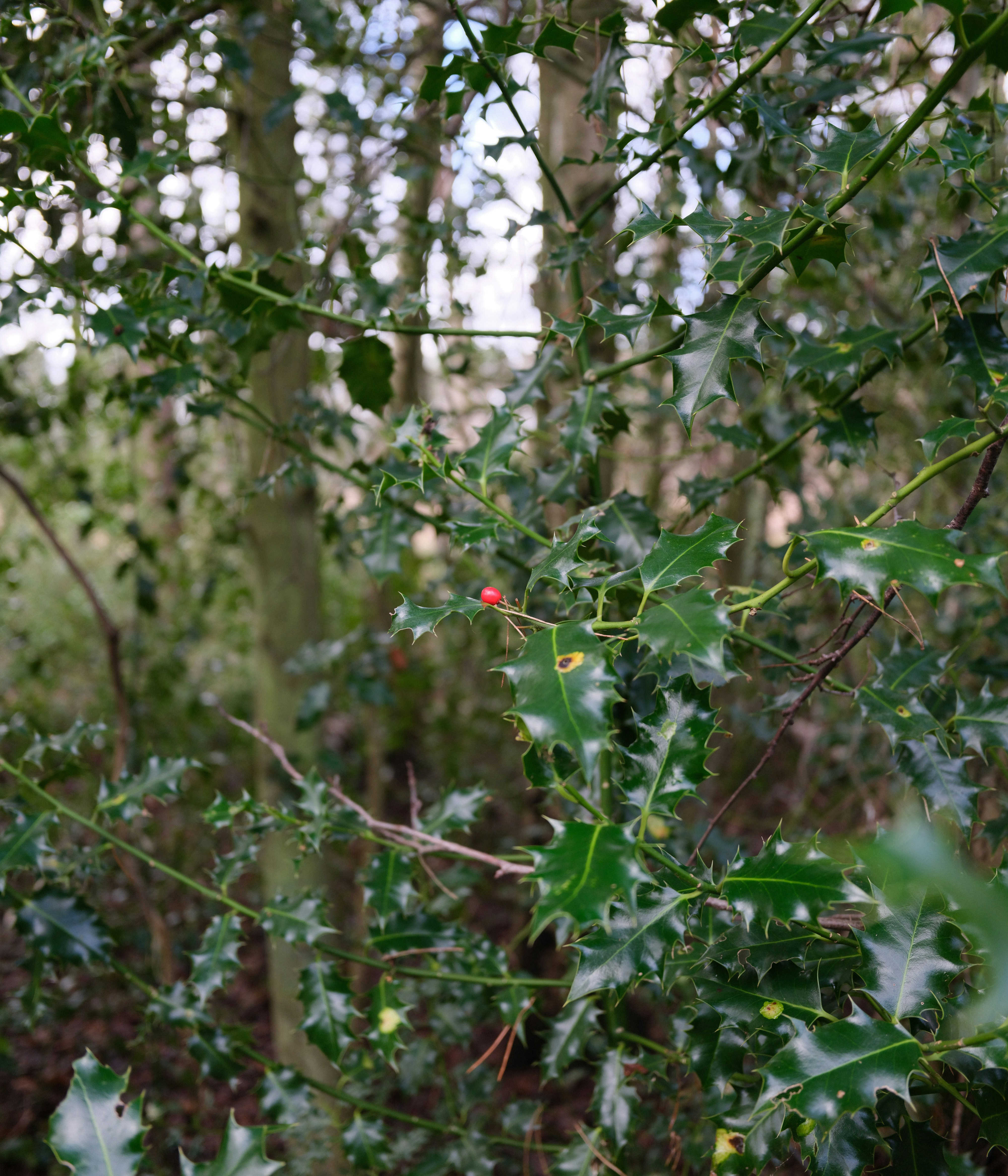 Photo by tanyabarrow