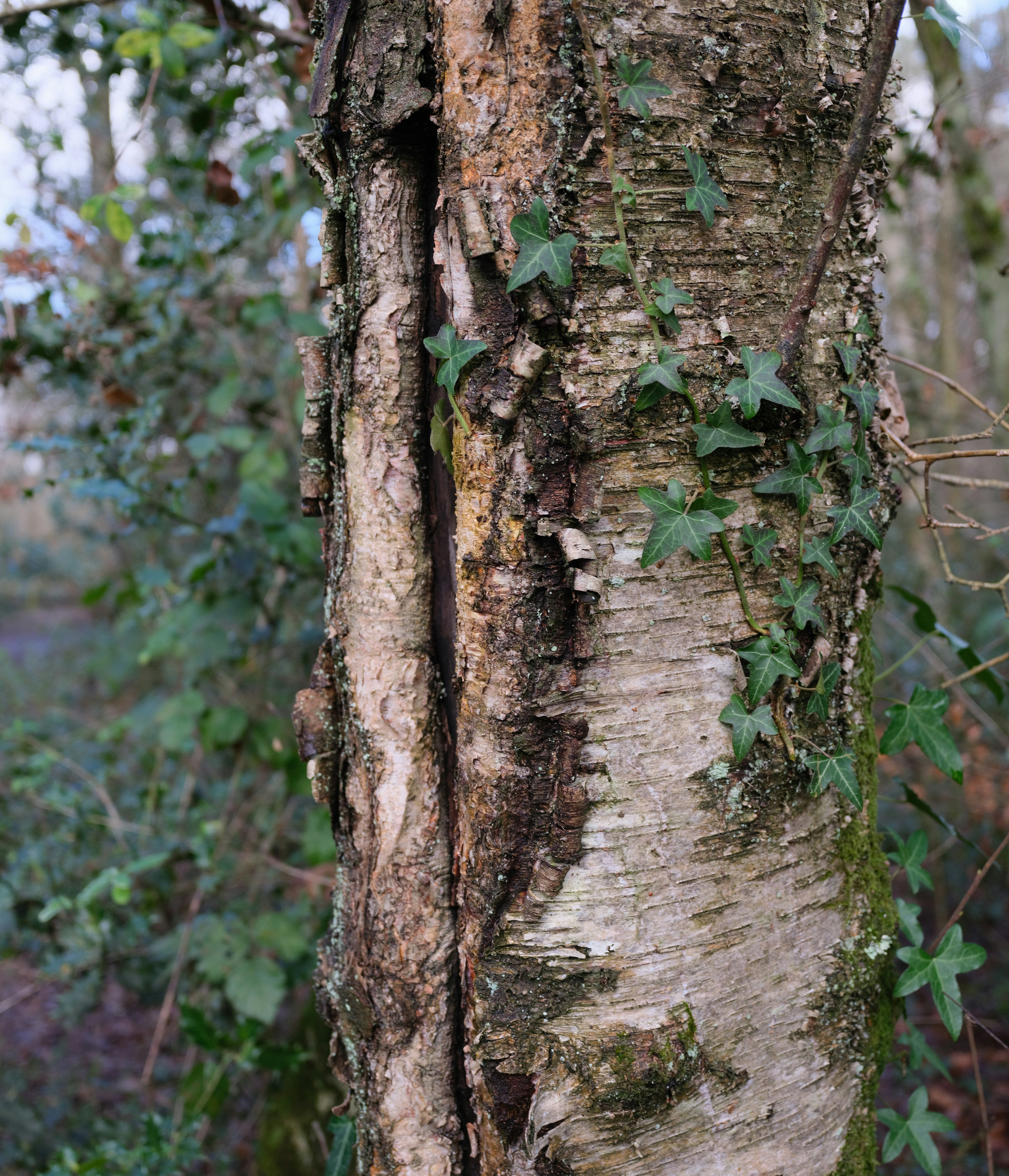 Photo by tanyabarrow