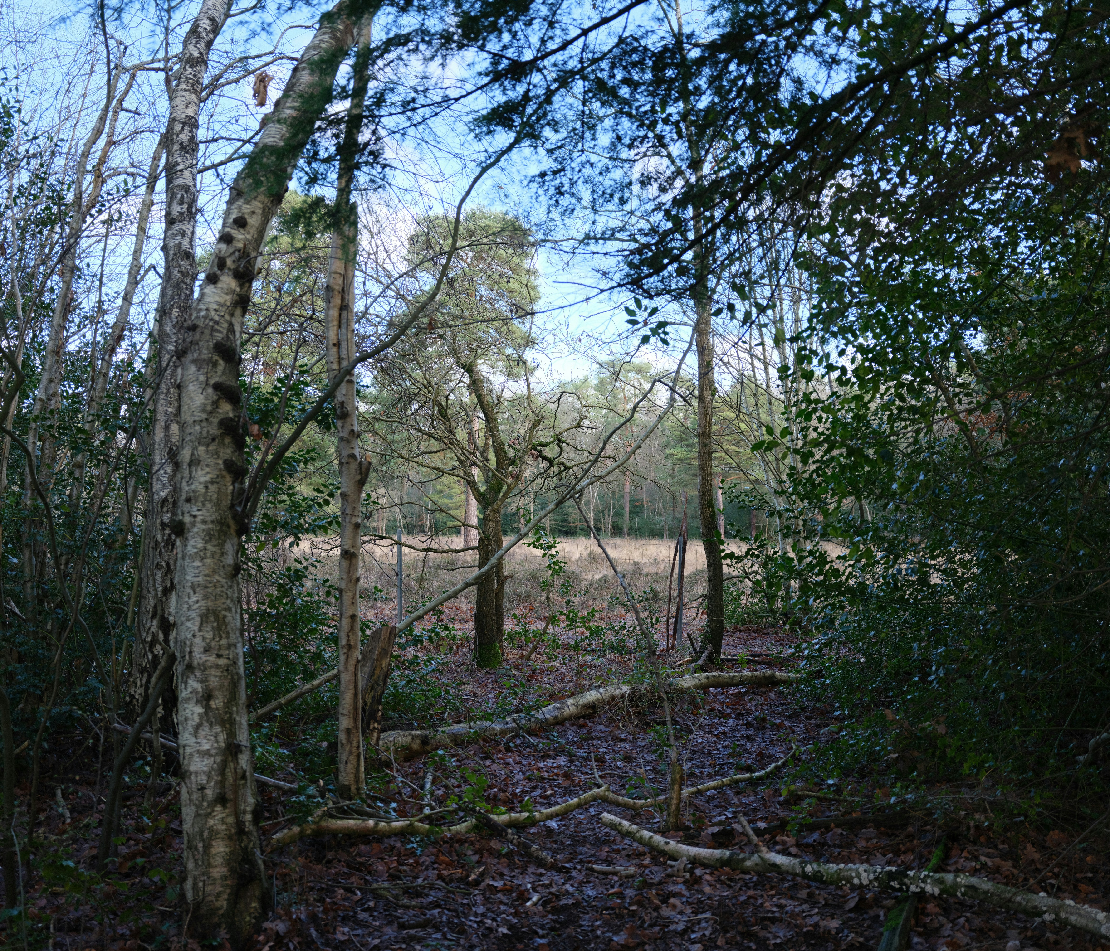 Photo by tanyabarrow