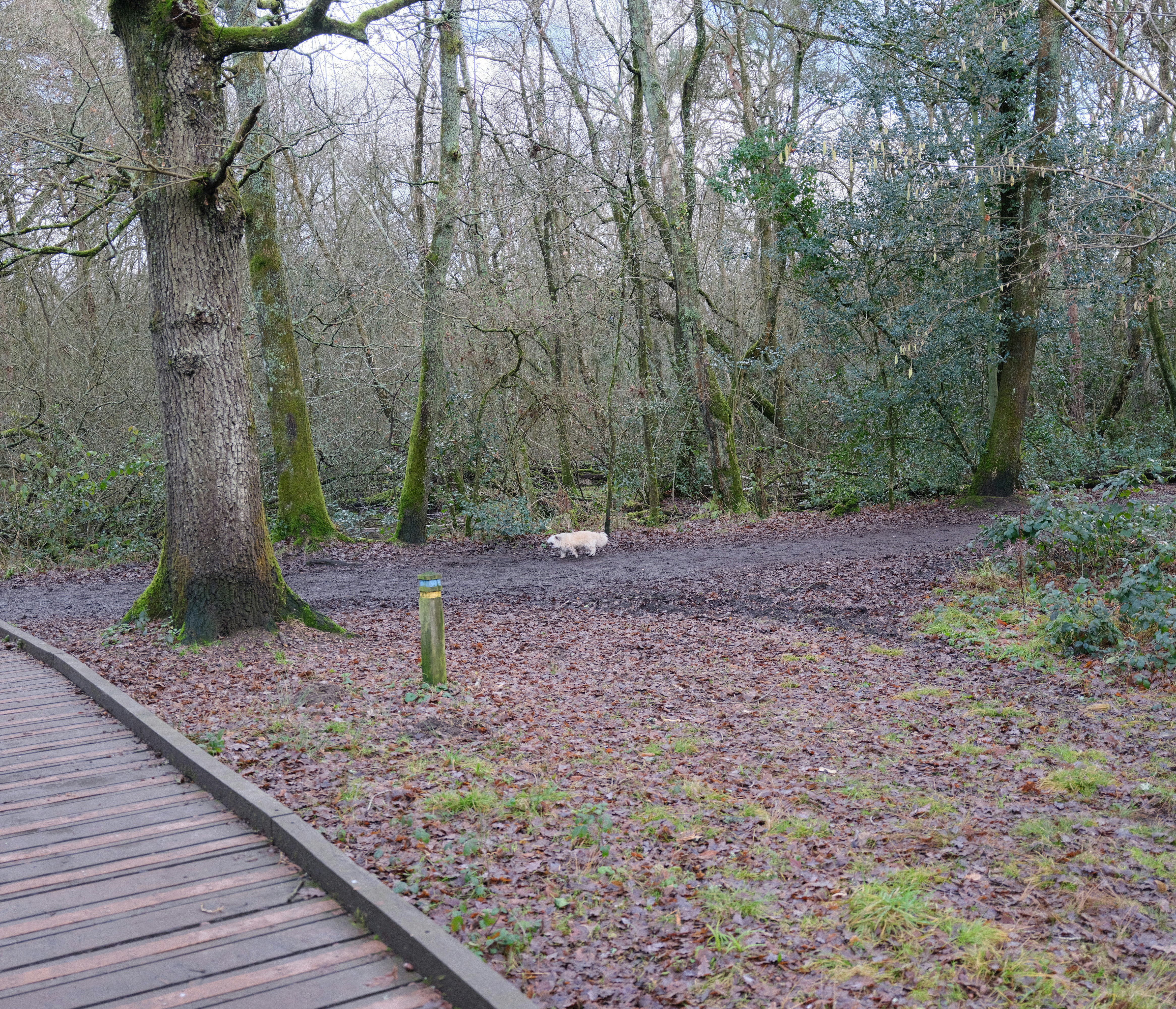 A small white dog walks on a muddy path.