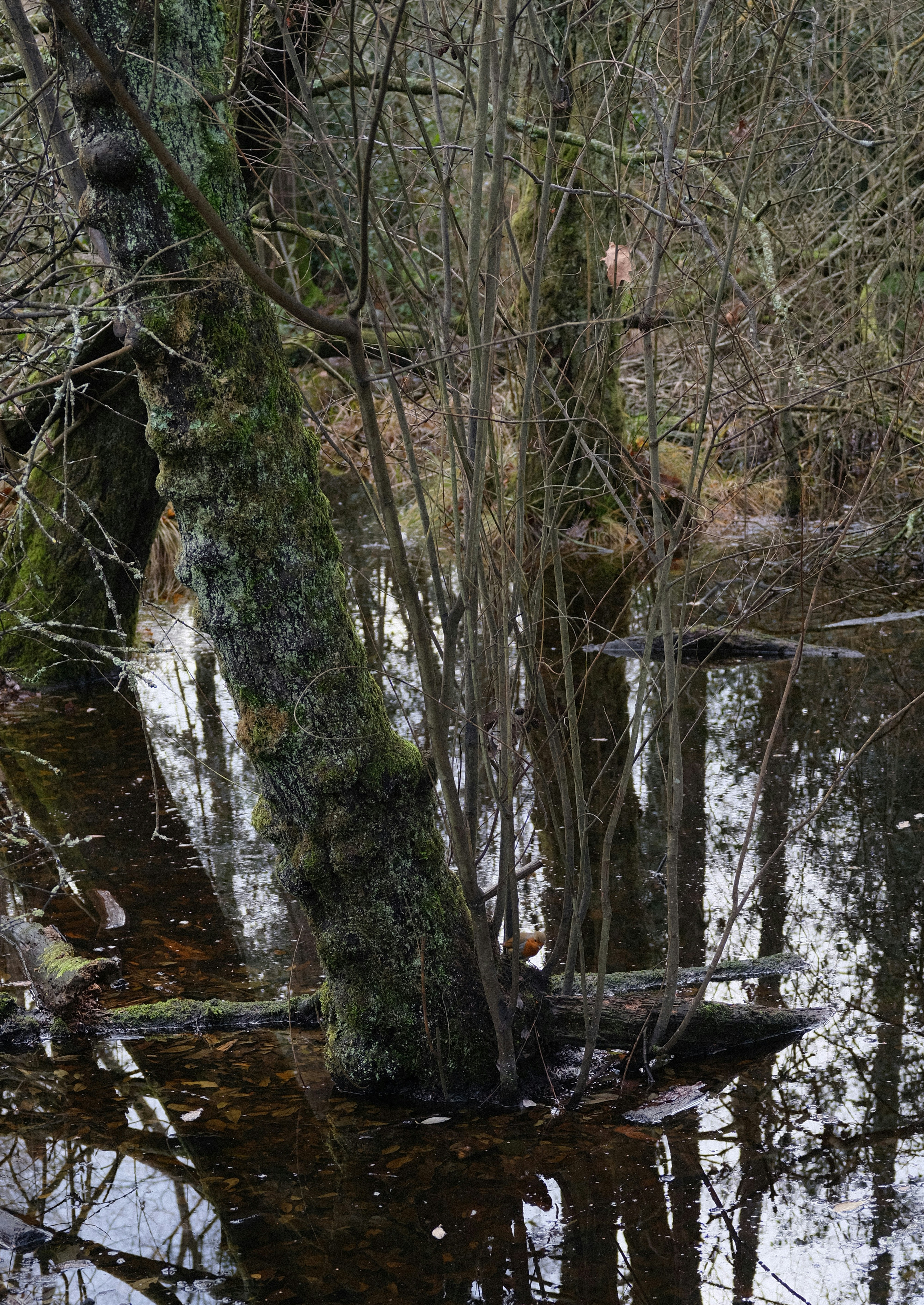 Photo by tanyabarrow