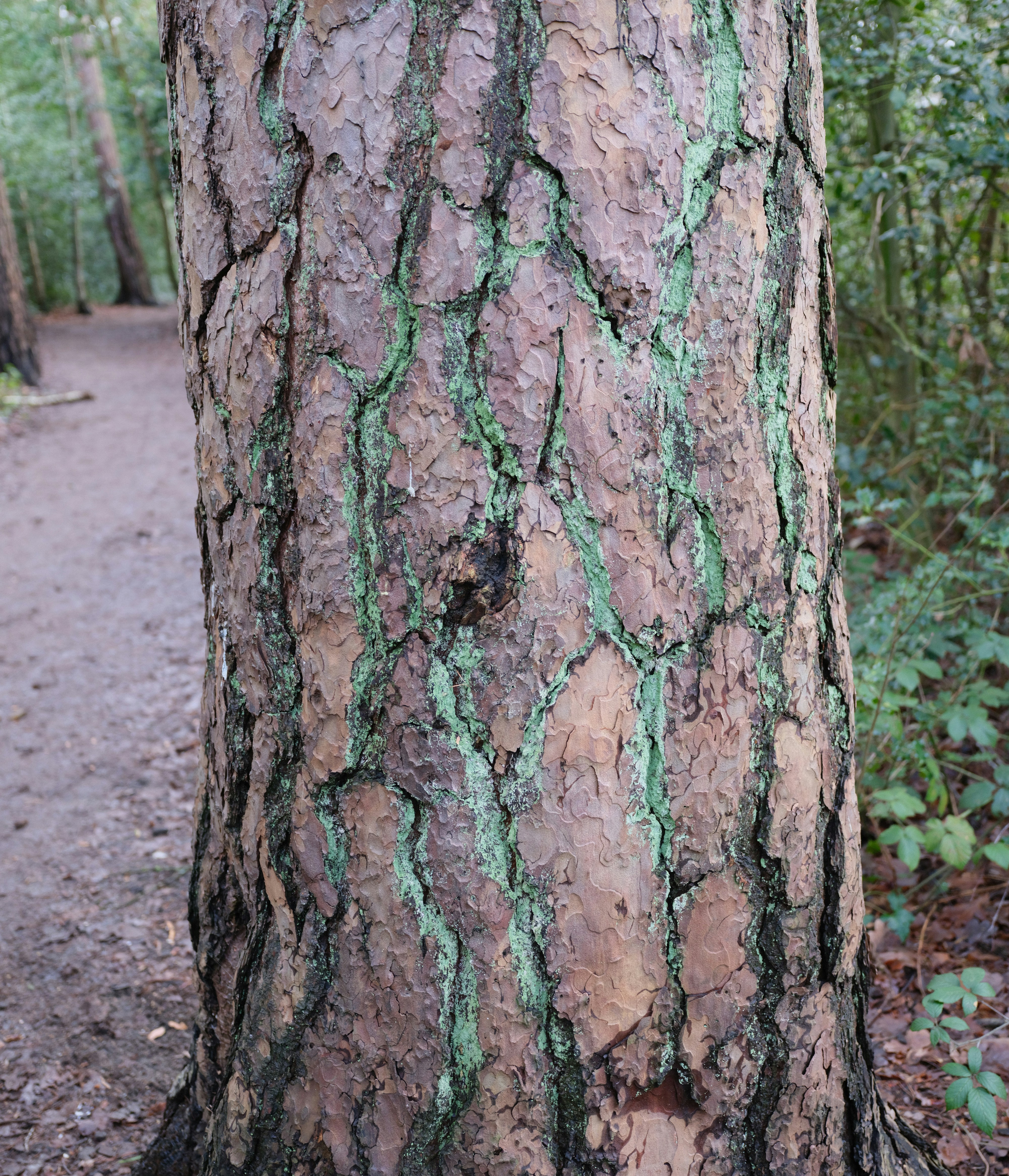Close-up of a pine tree trunk with green moss.