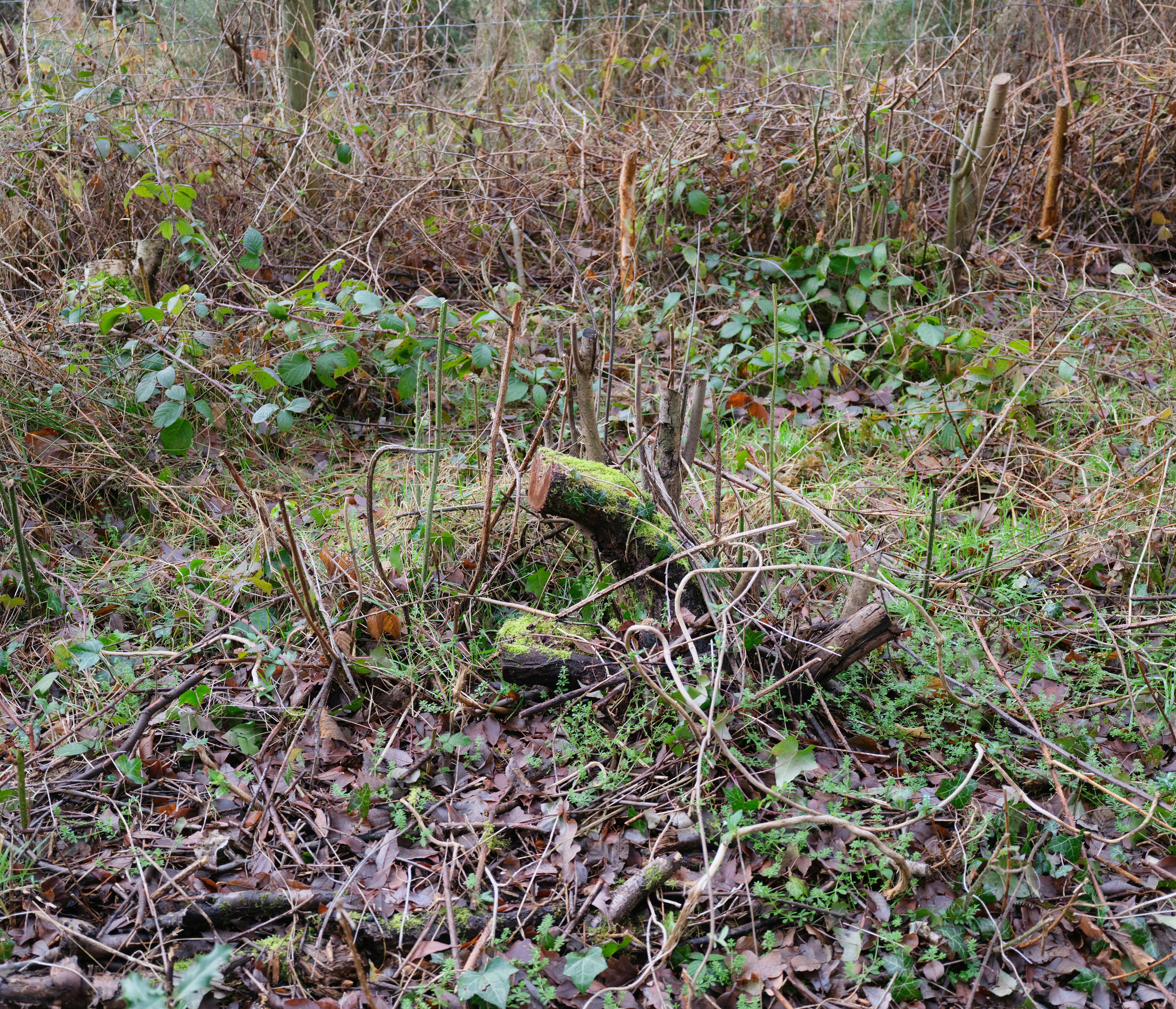 Photo by tanyabarrow