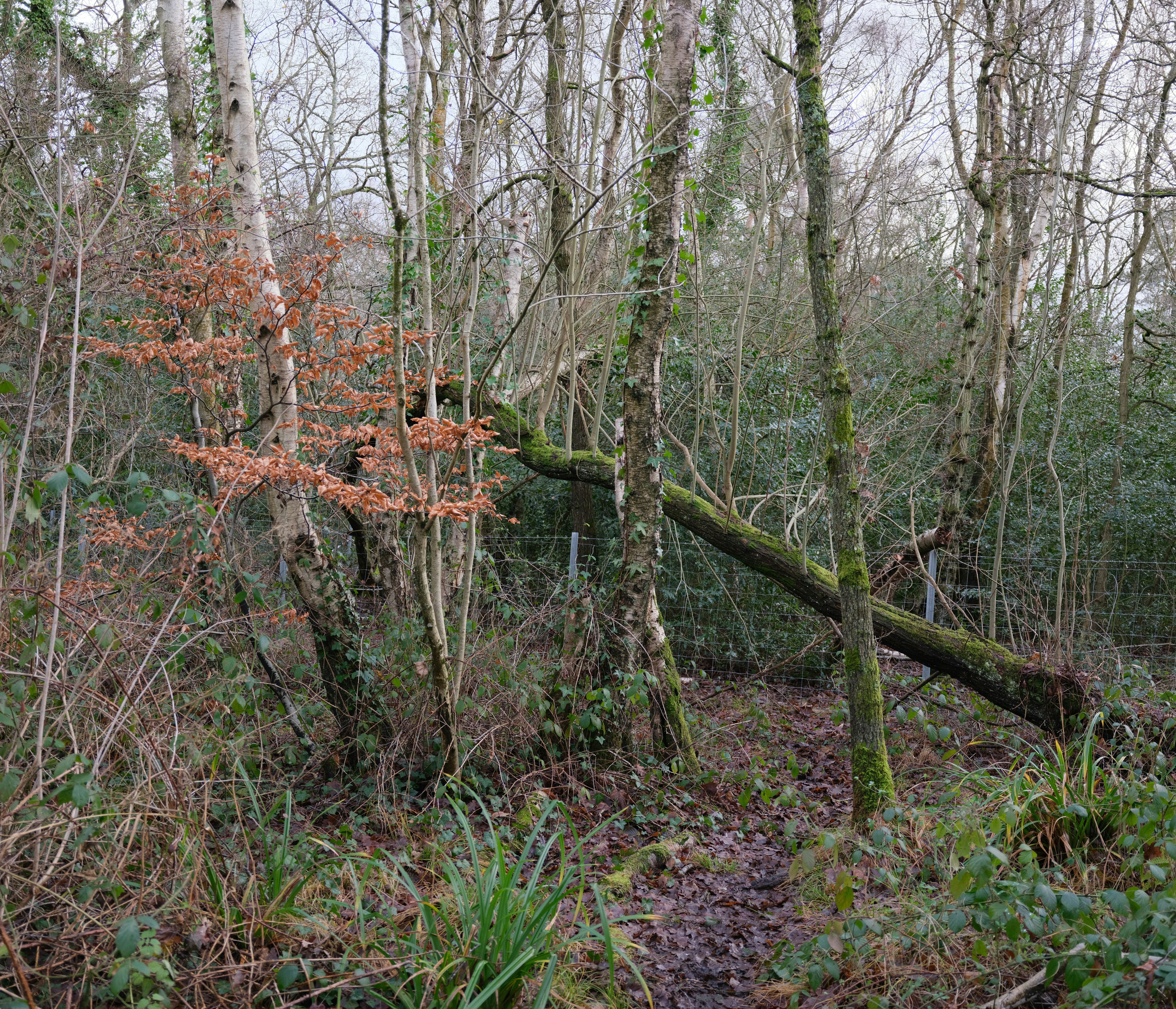 Photo by tanyabarrow