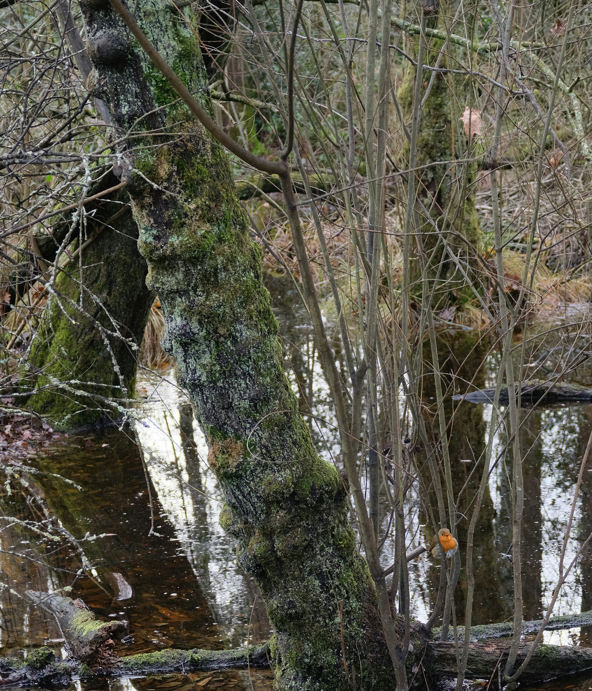 Photo by tanyabarrow