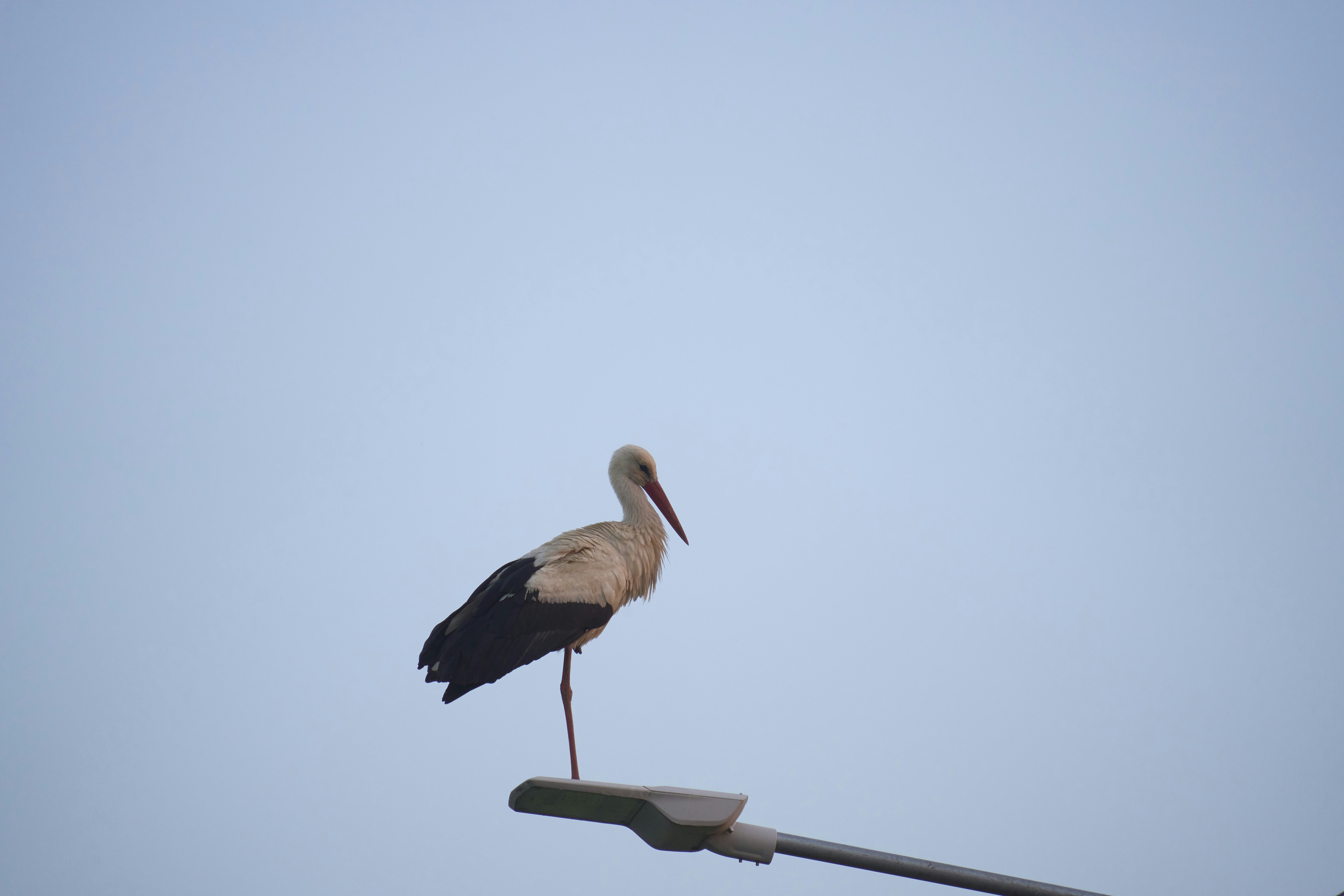 A stork stands on a lamppost against a clear sky