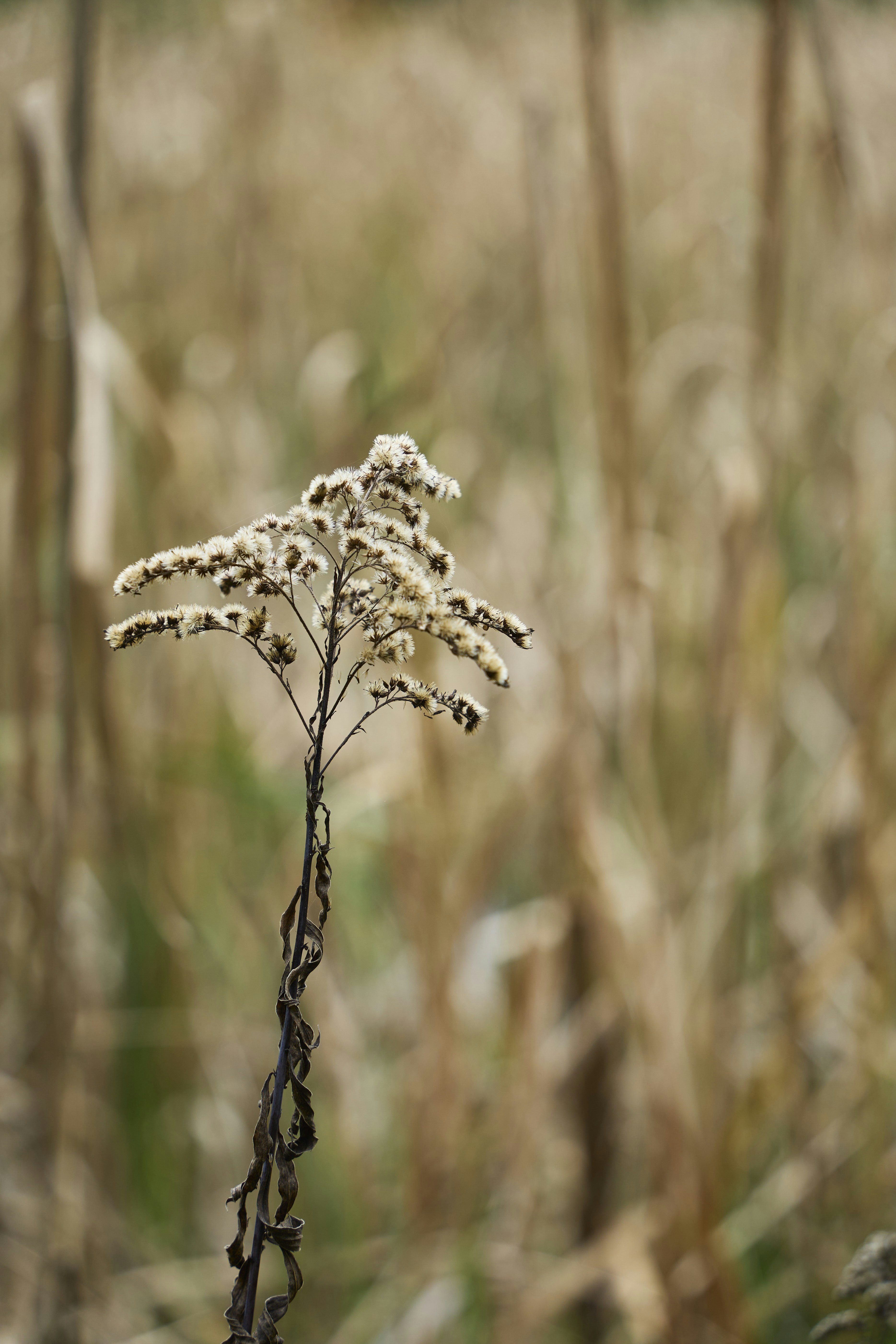 Dried flower stalk in a dry field