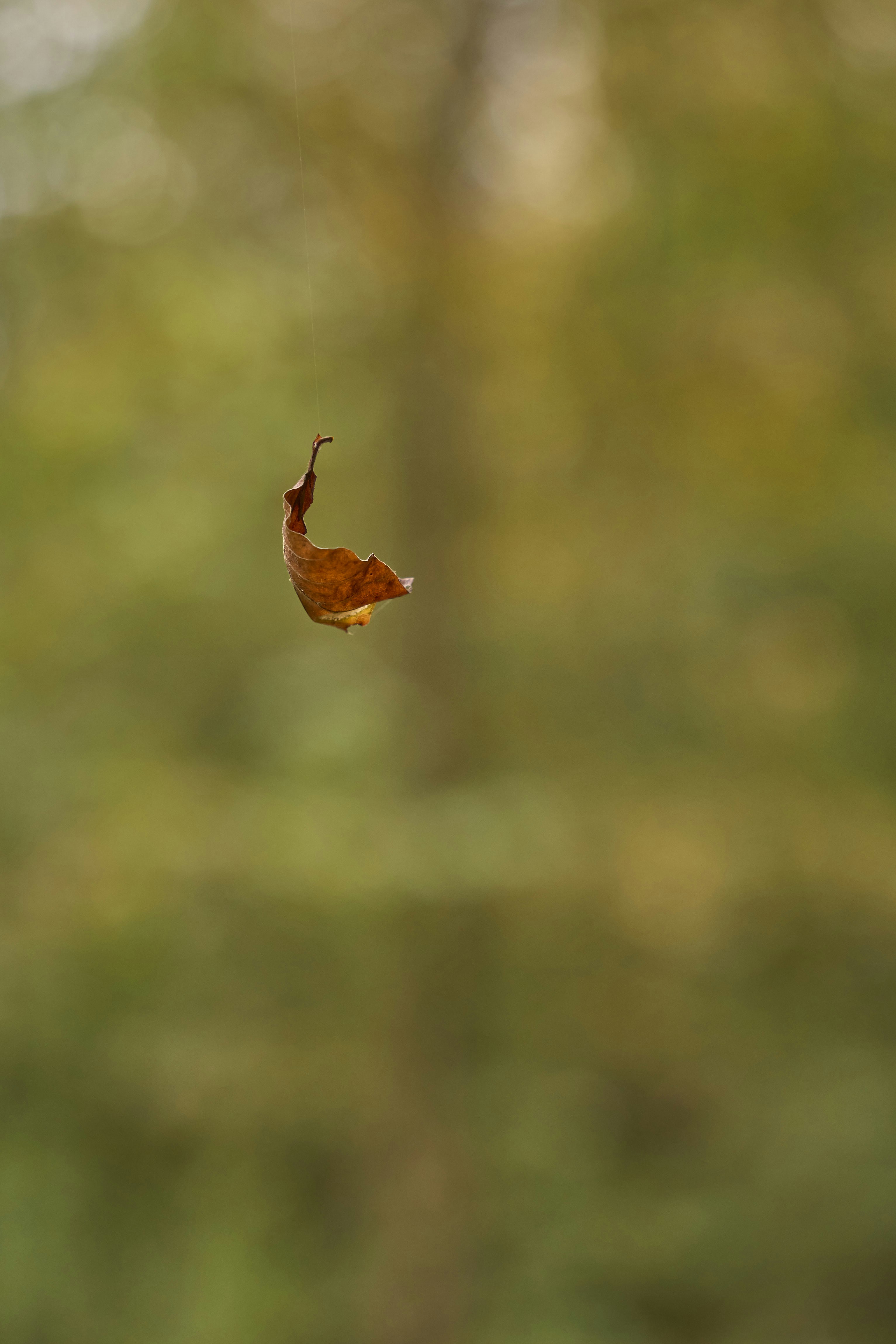 A single brown leaf floats in the air.