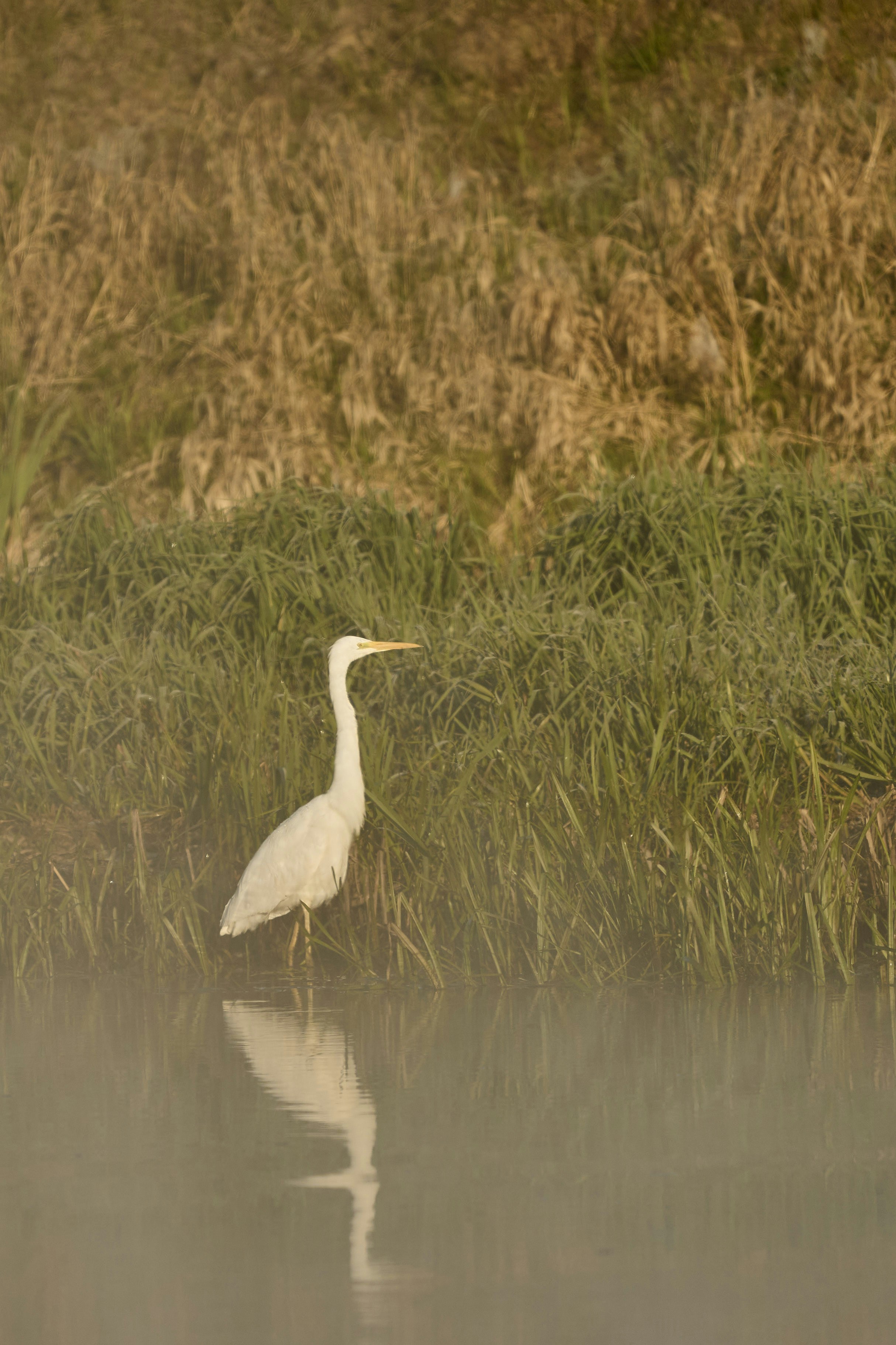 A white egret stands in shallow water near reeds.