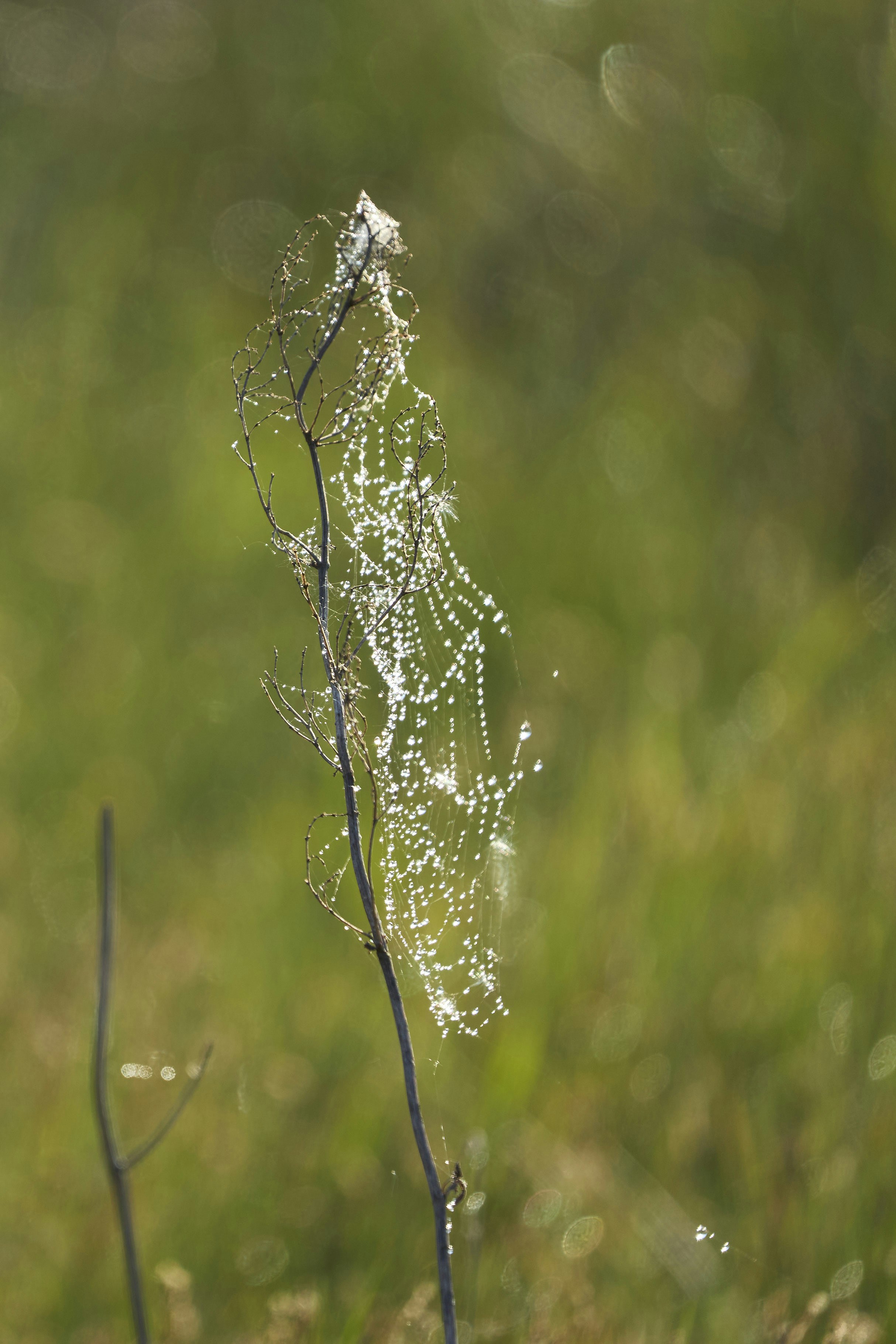 Dewdrops sparkle on a delicate spiderweb on a plant.