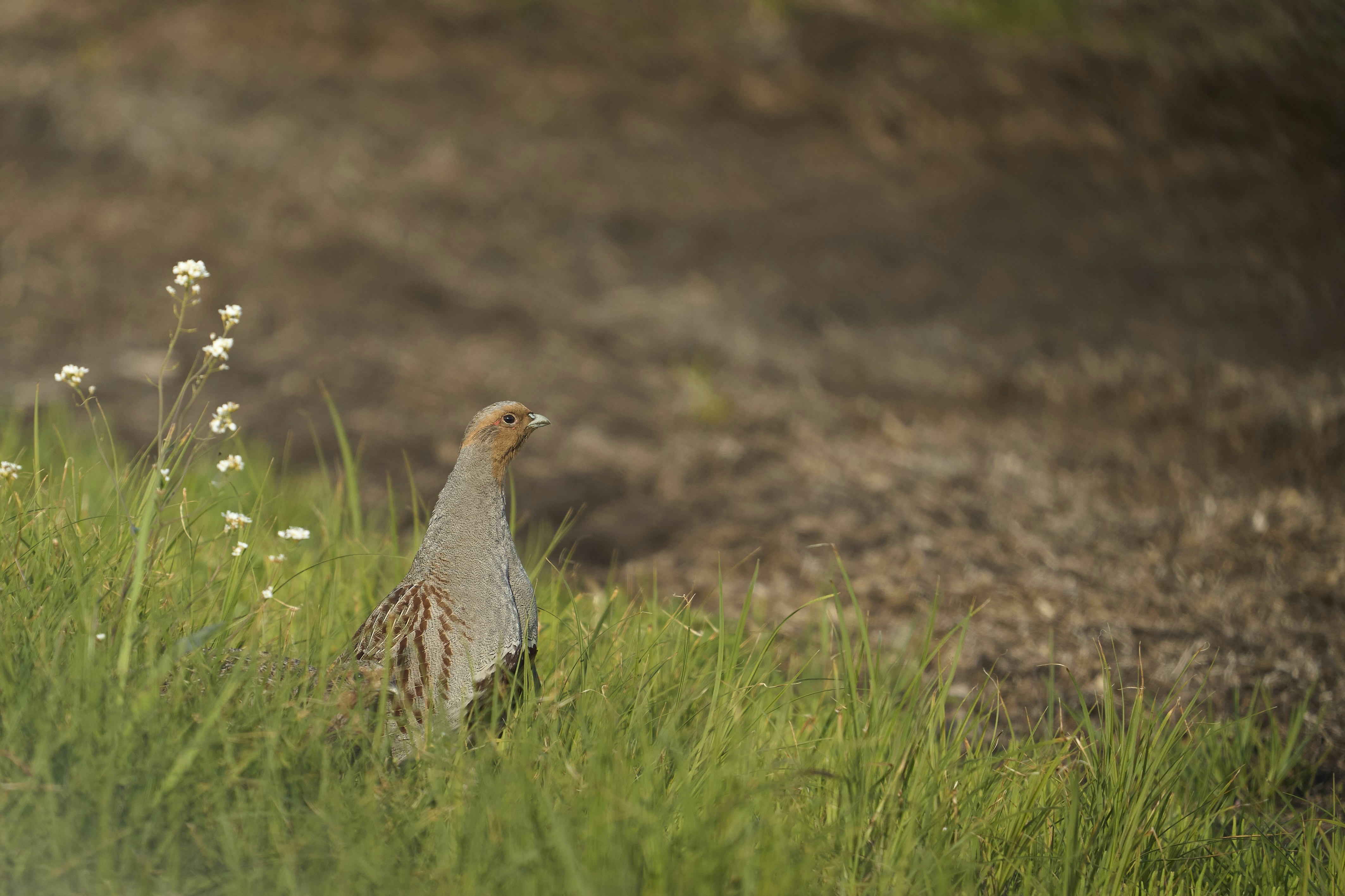 A grey partridge stands in tall green grass.