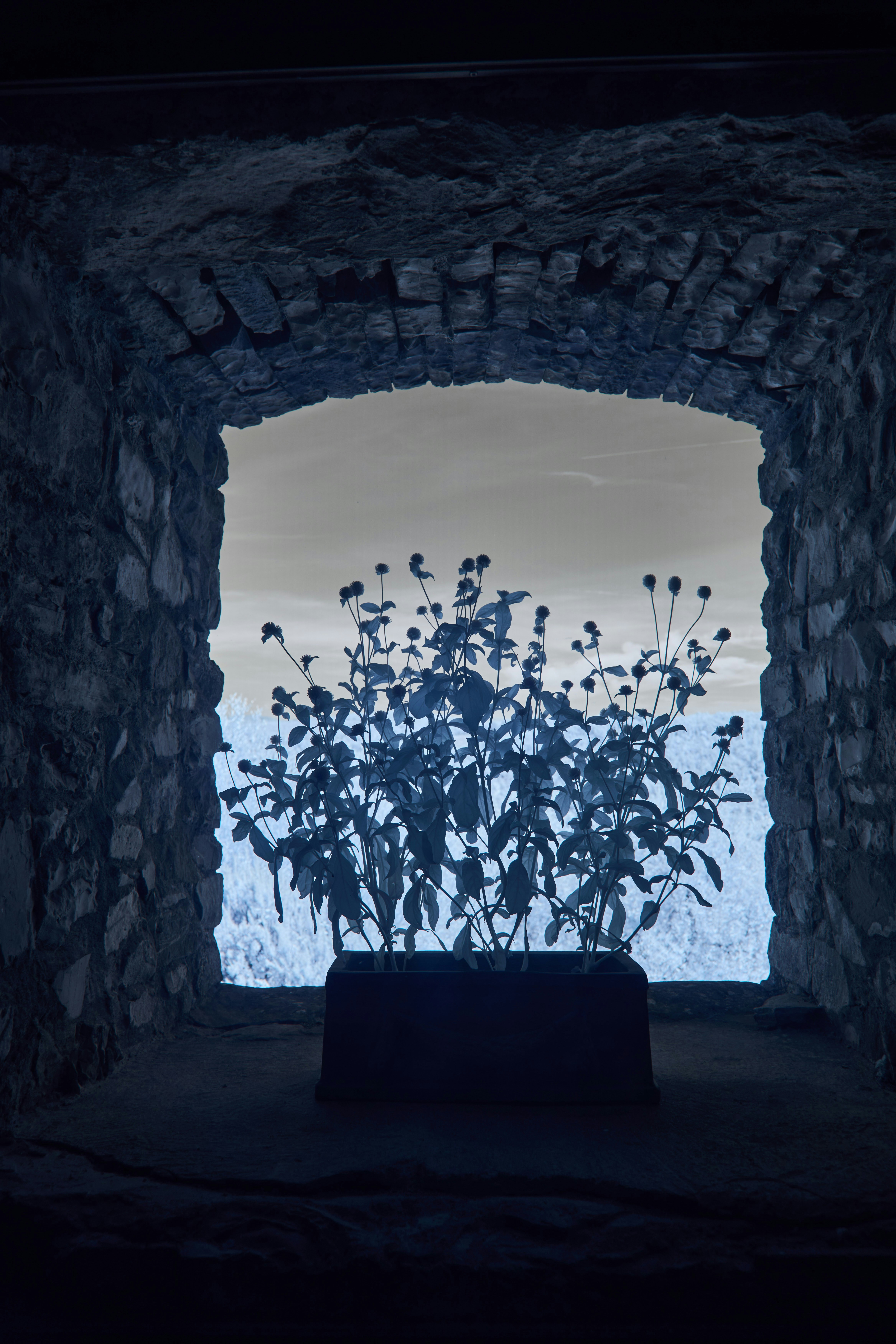 Silhouette of plants in a stone window frame against sky