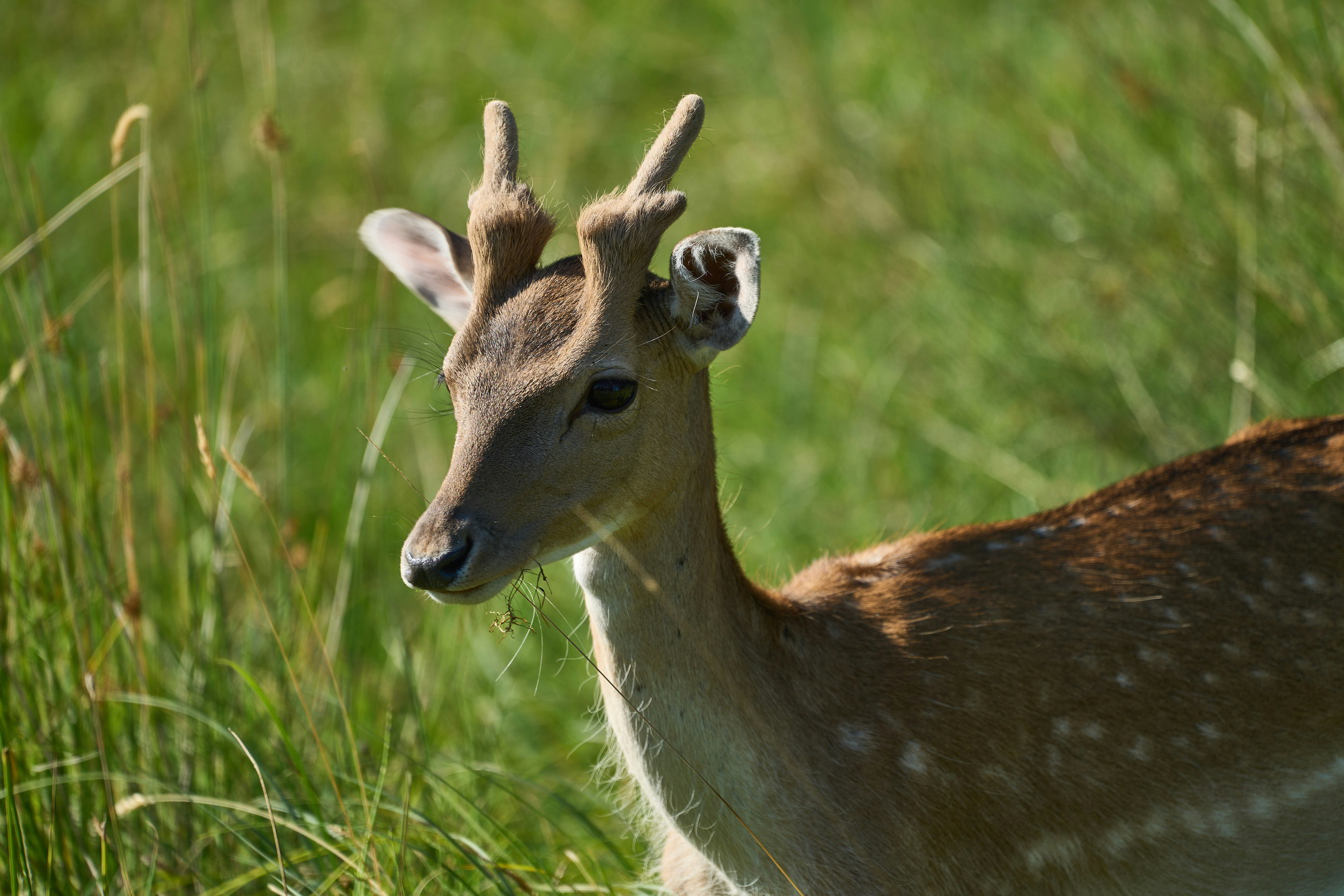 Young deer with small antlers in grassy field