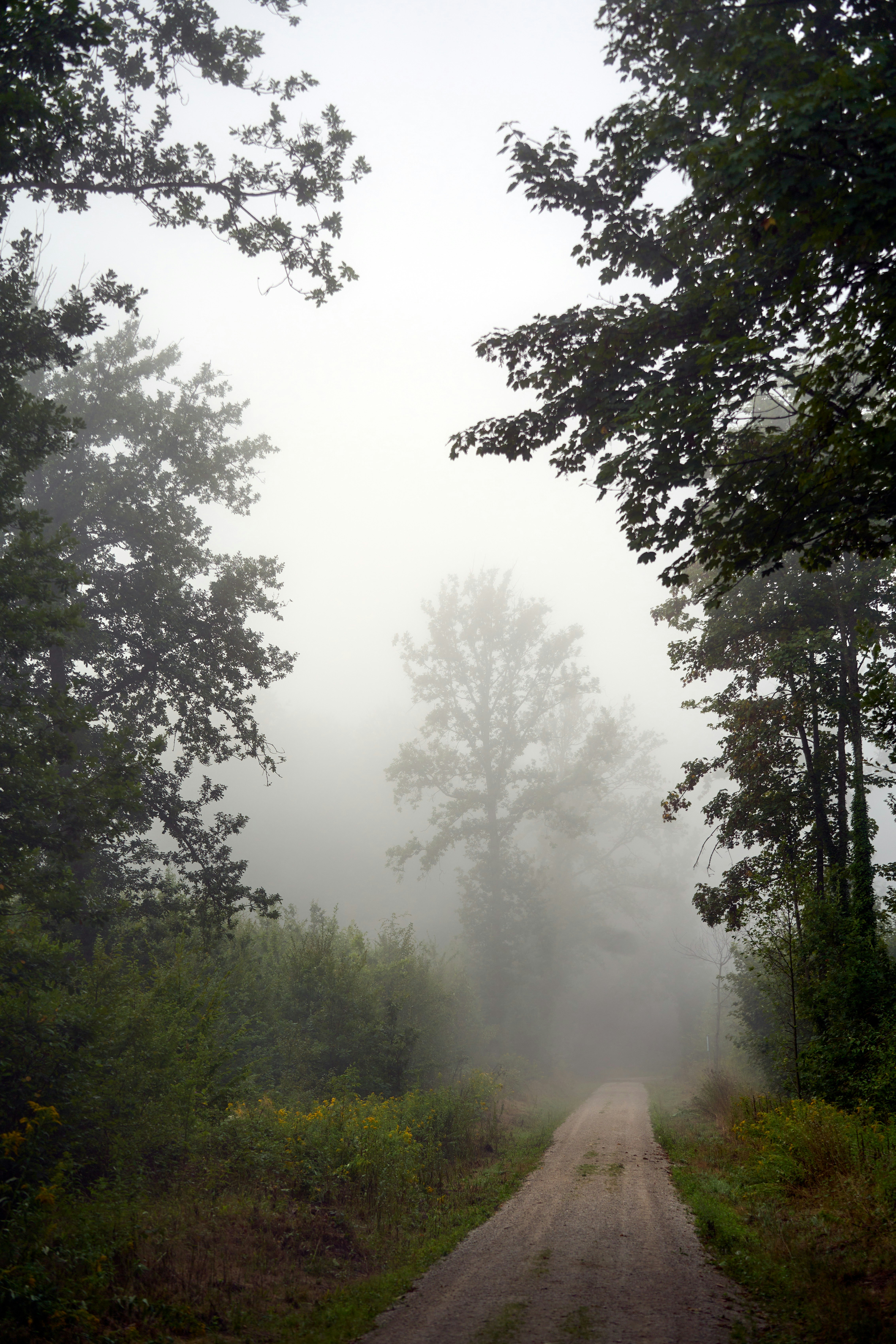 A dirt path leads into a foggy forest.
