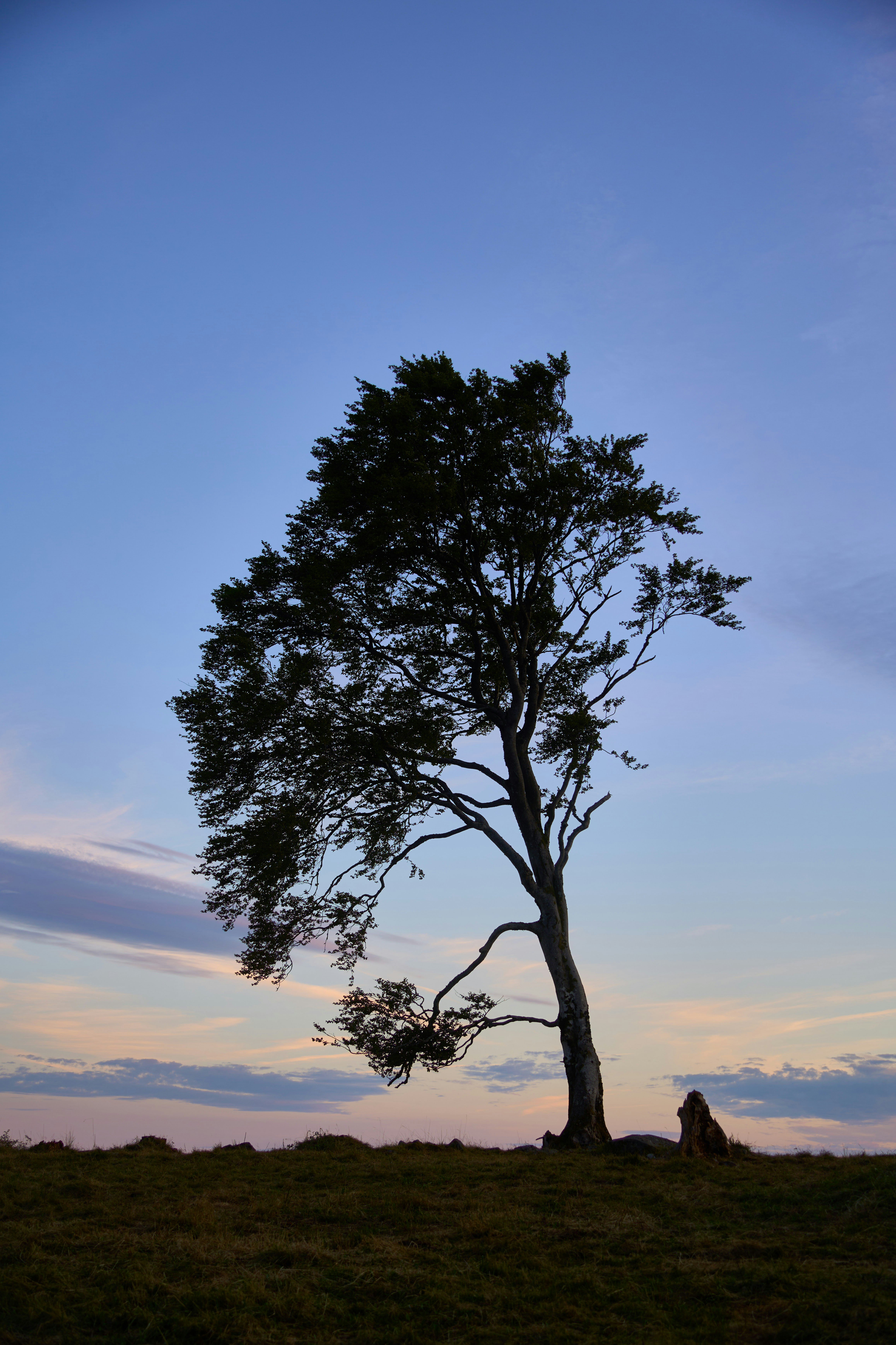 Silhouette of a lone tree against a twilight sky.