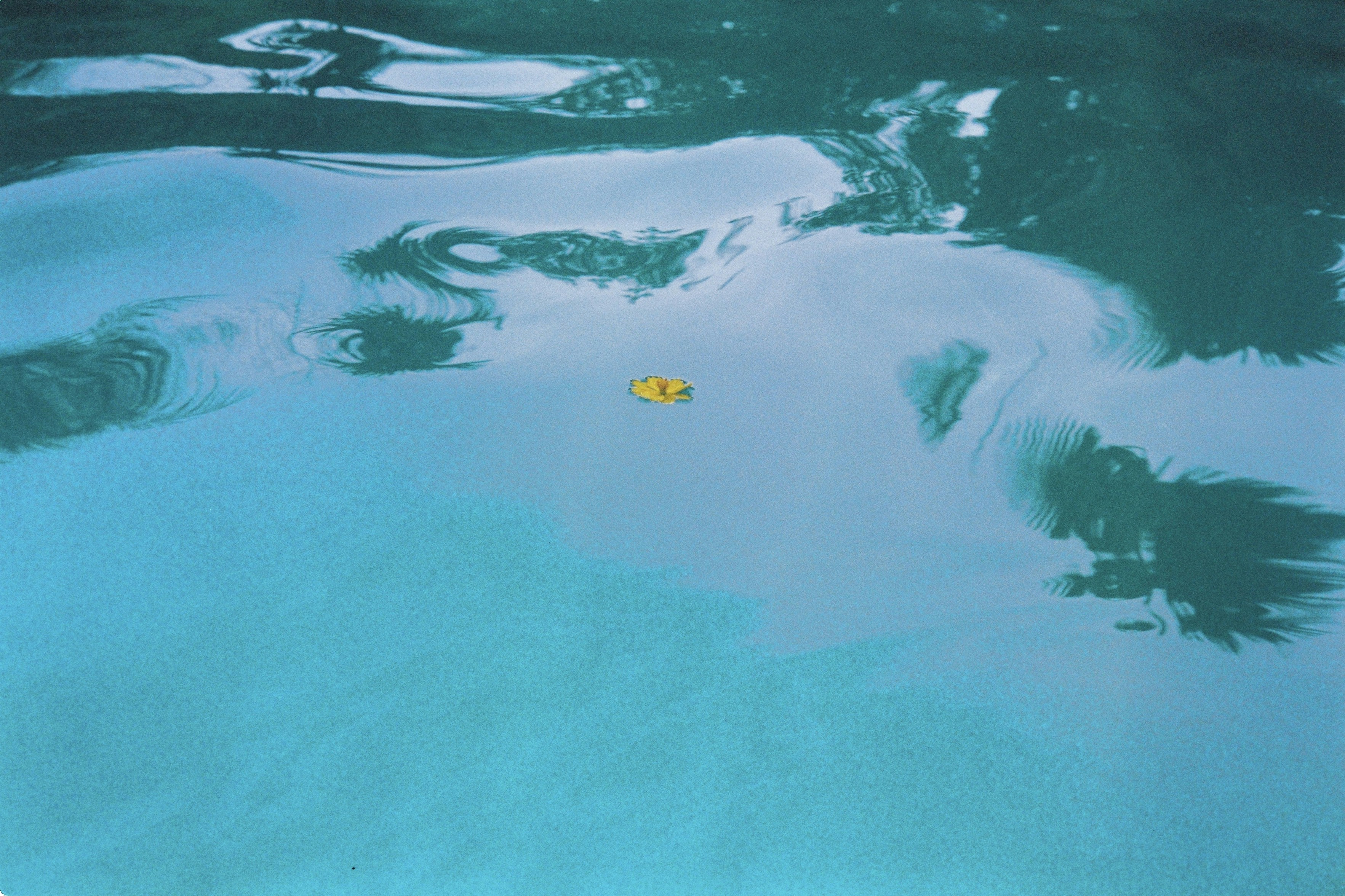 青い水面には黄色い葉が浮かんでいる。