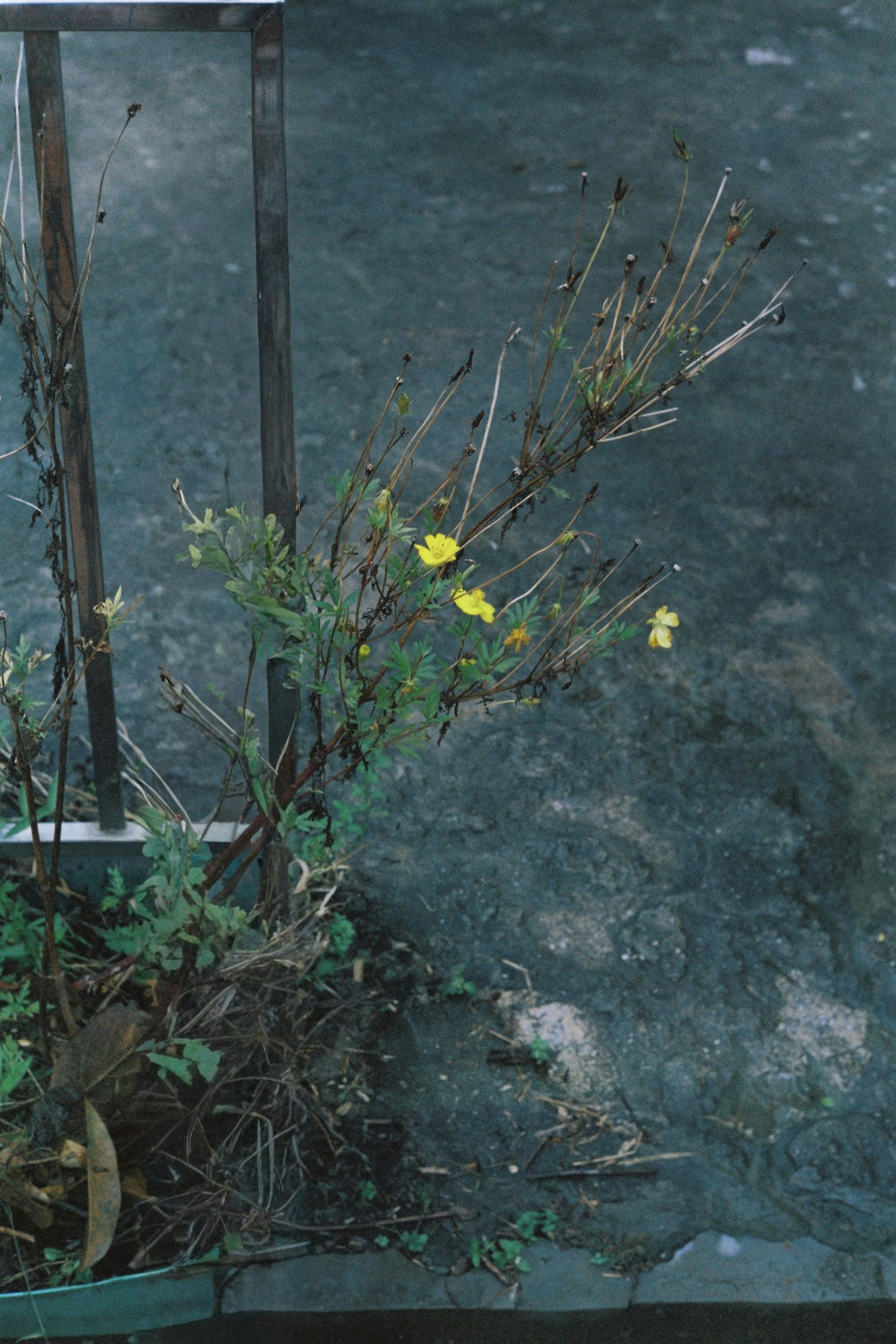 金属製のフェンスの近くに咲く黄色い花