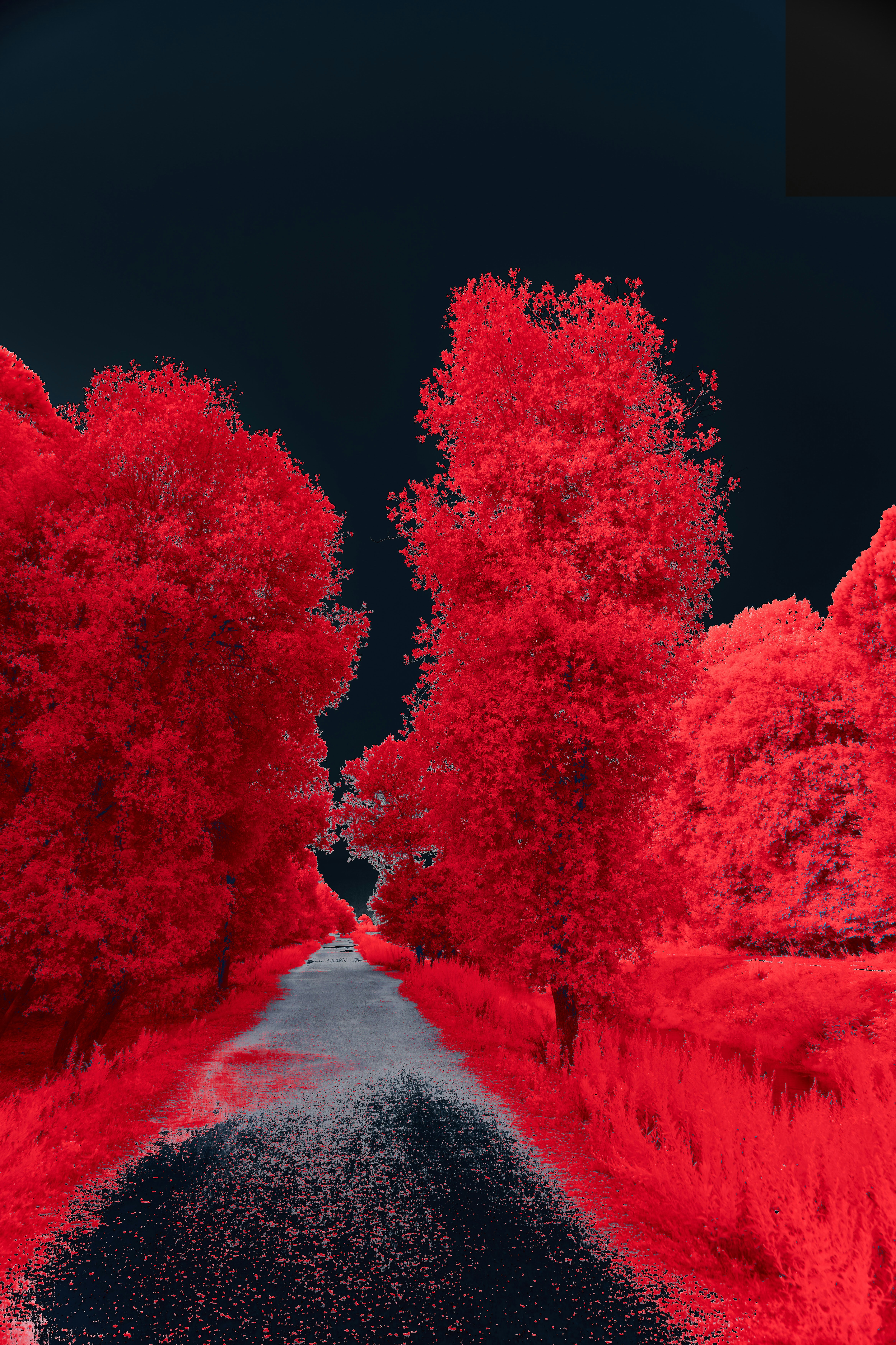 Red trees line a dark road under a black sky