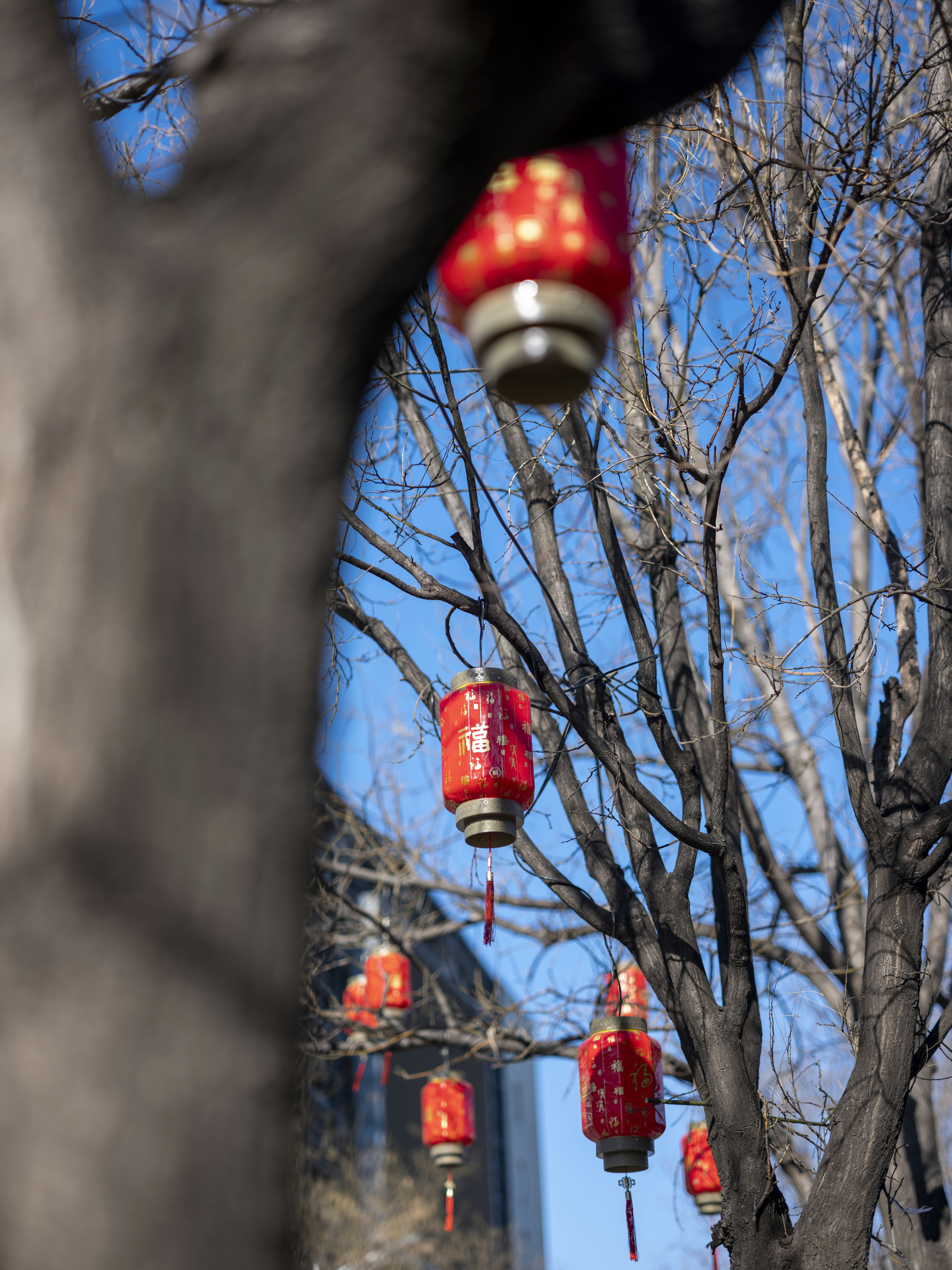 Red lanterns hanging from bare tree branches