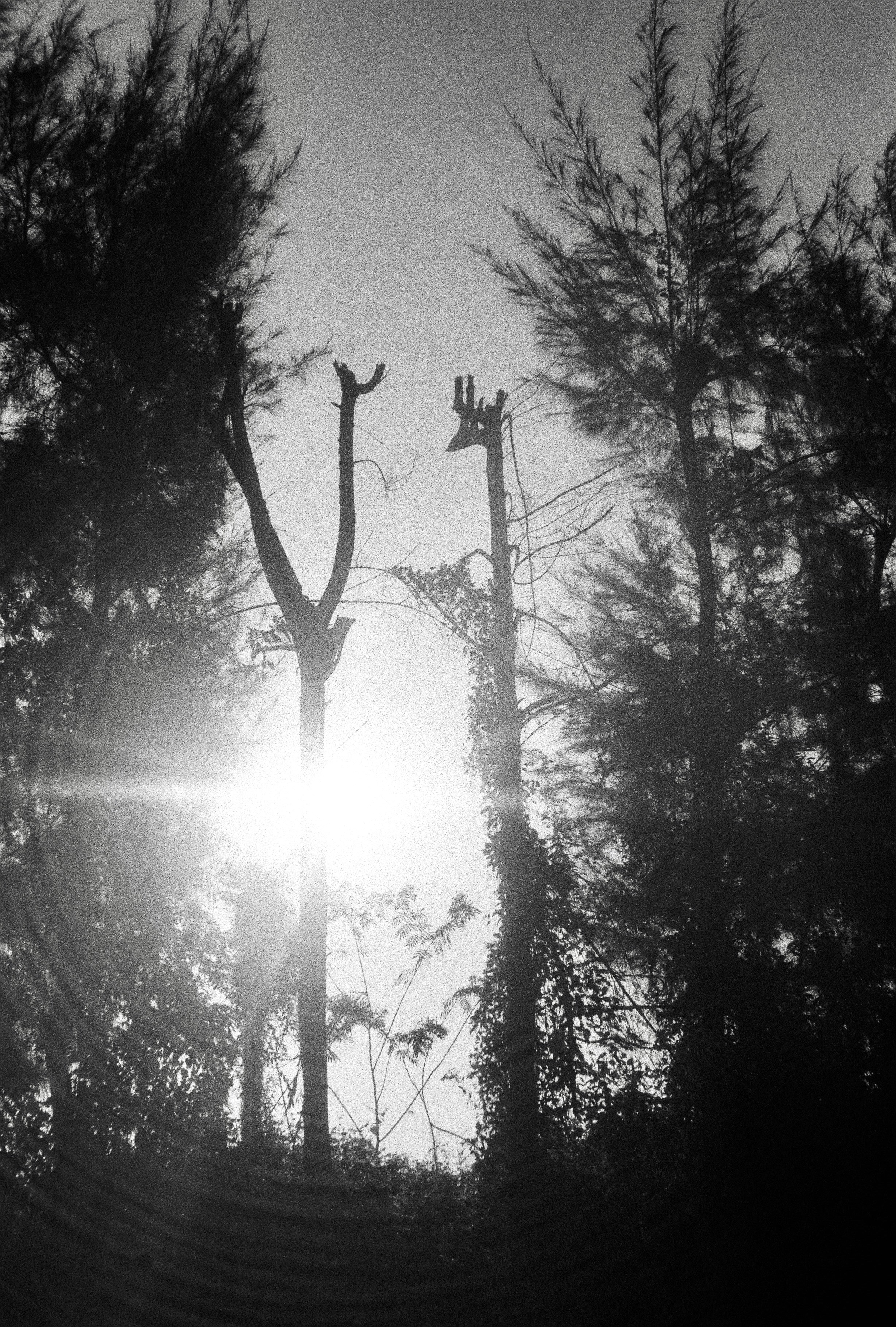 裸の幹の木々の間から日光が差し込んでいます。