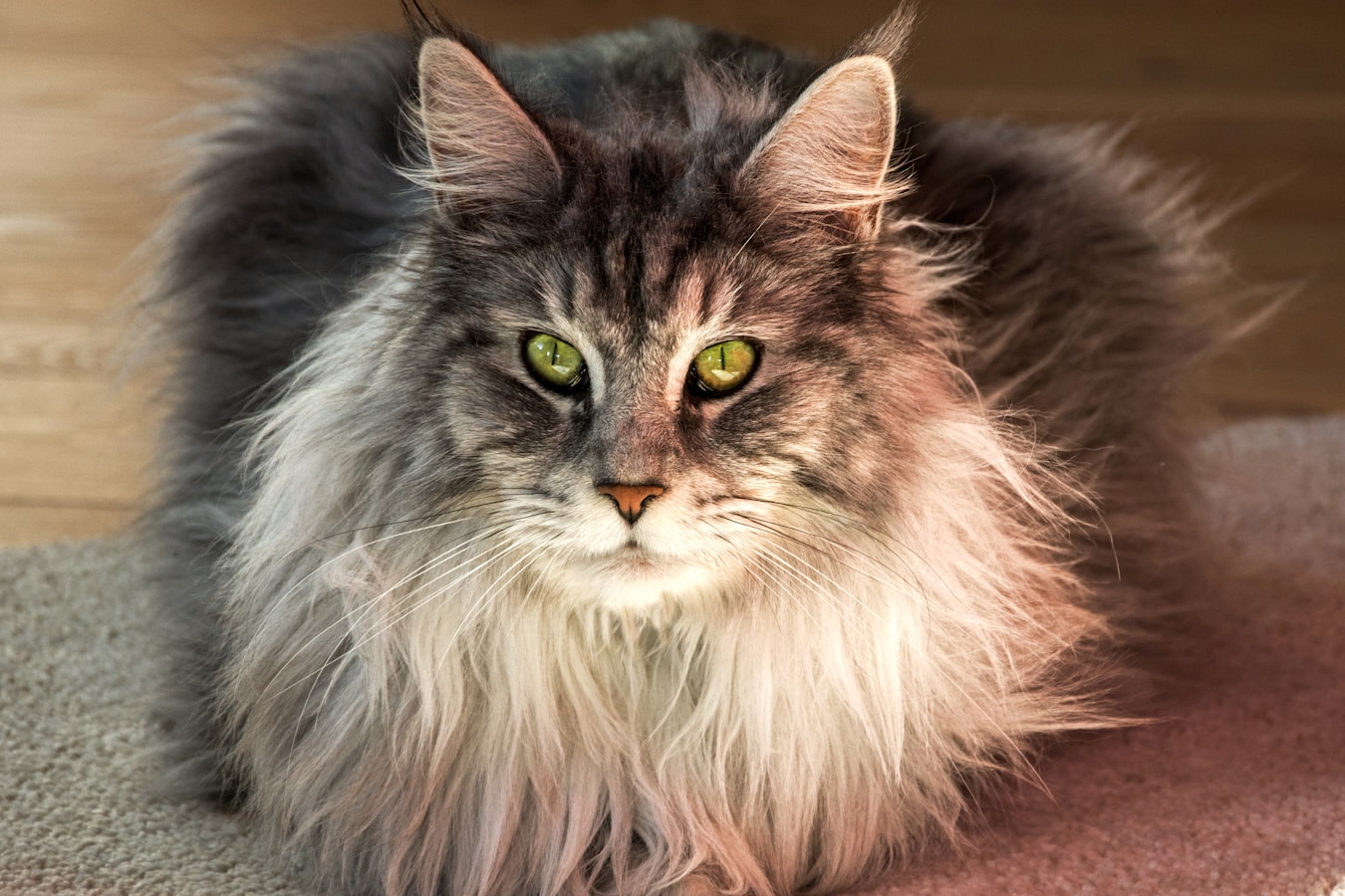 Maine Coon