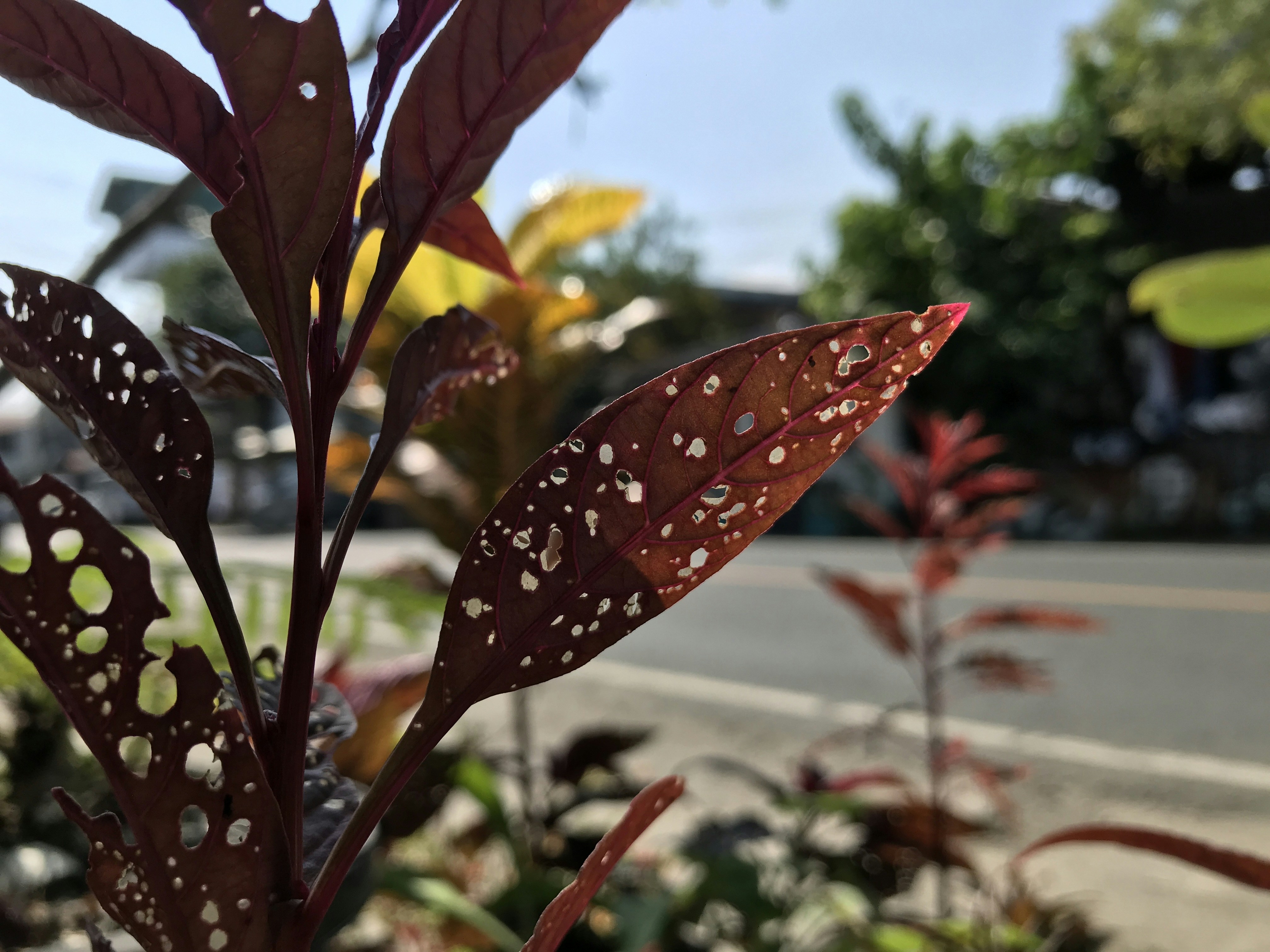 Dark red leaves with white spots and holes.