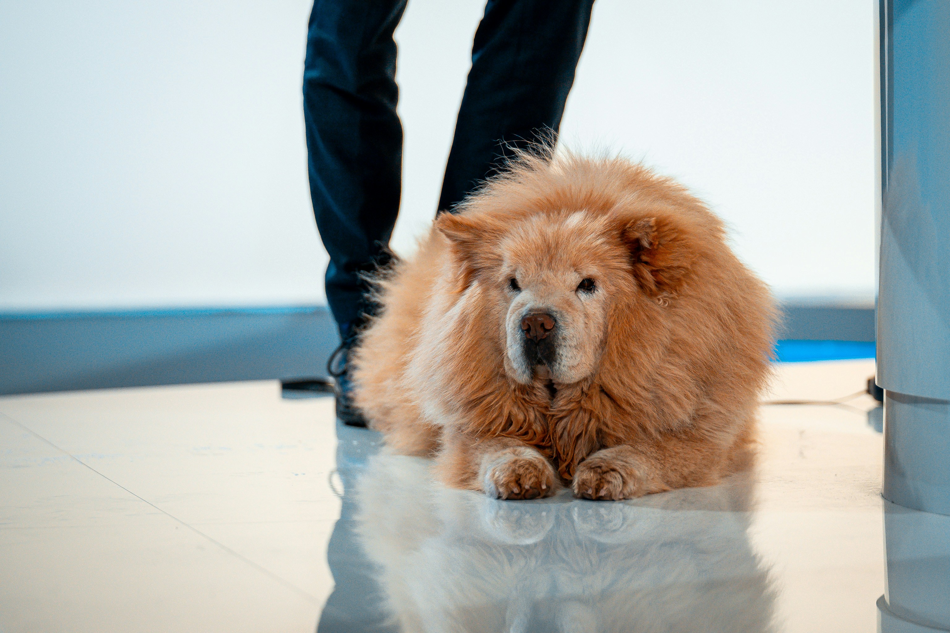 A fluffy chow chow dog lying on a shiny floor.
