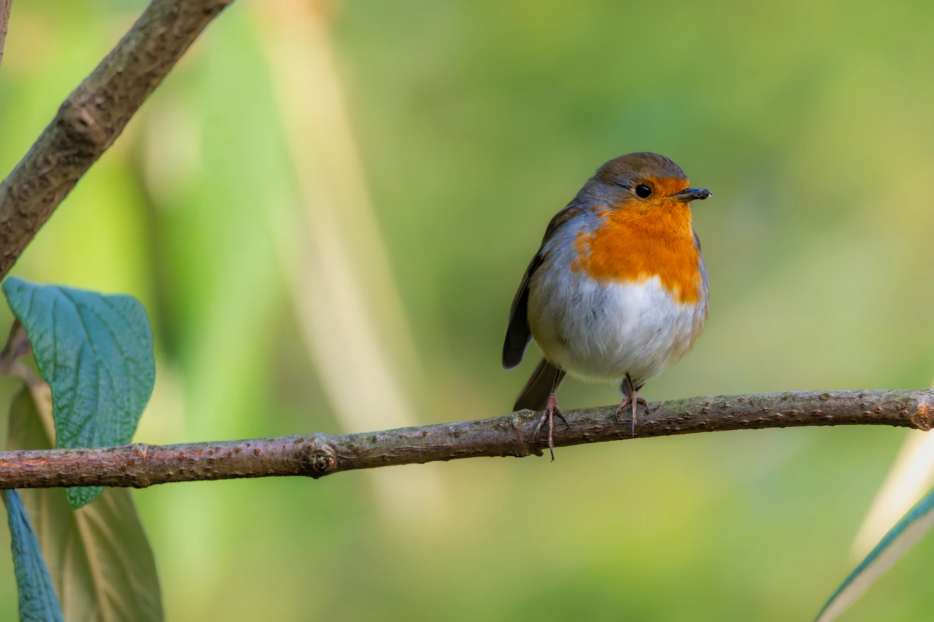 A european robin perched on a branch