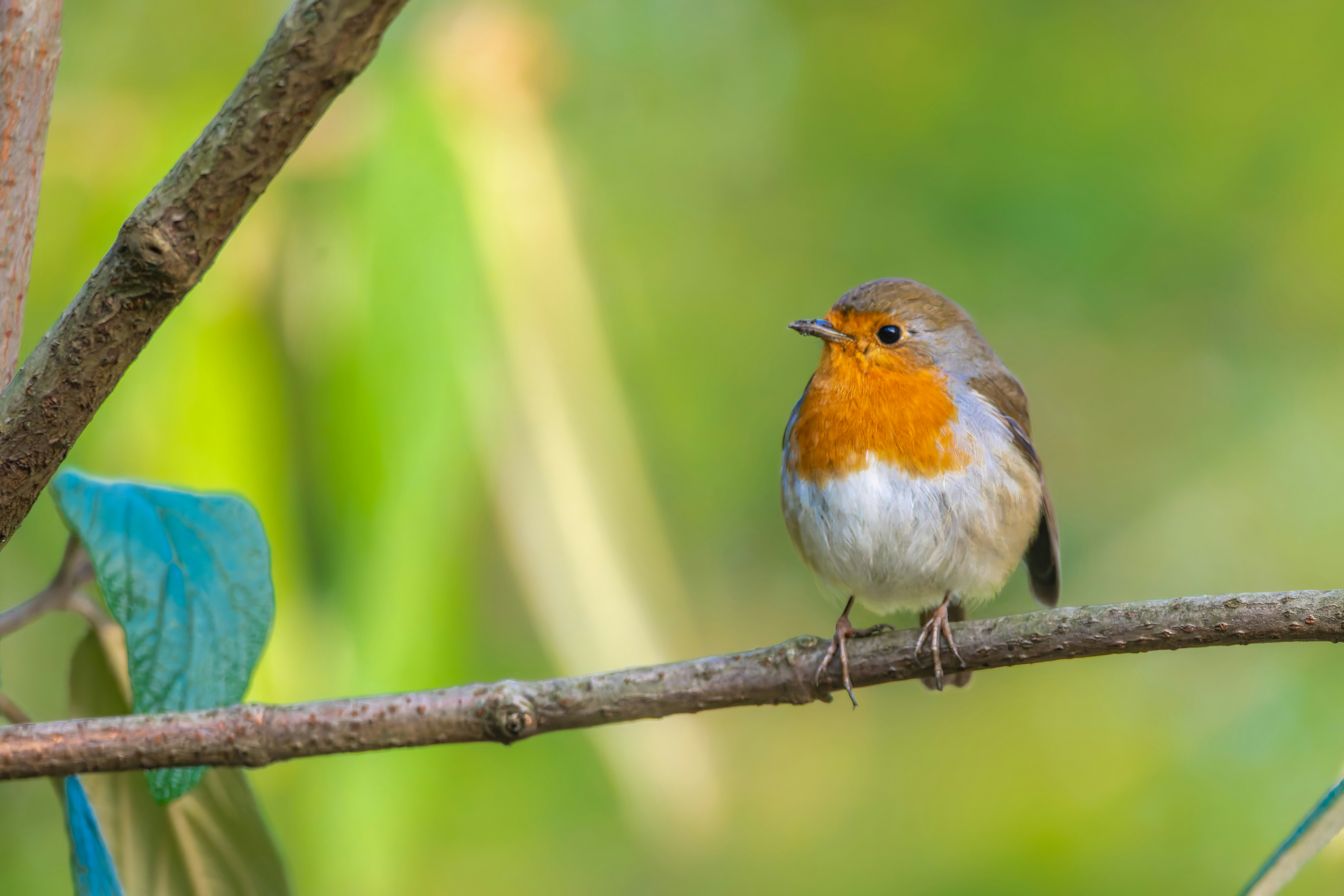 Photo by siegfriedpoepperl